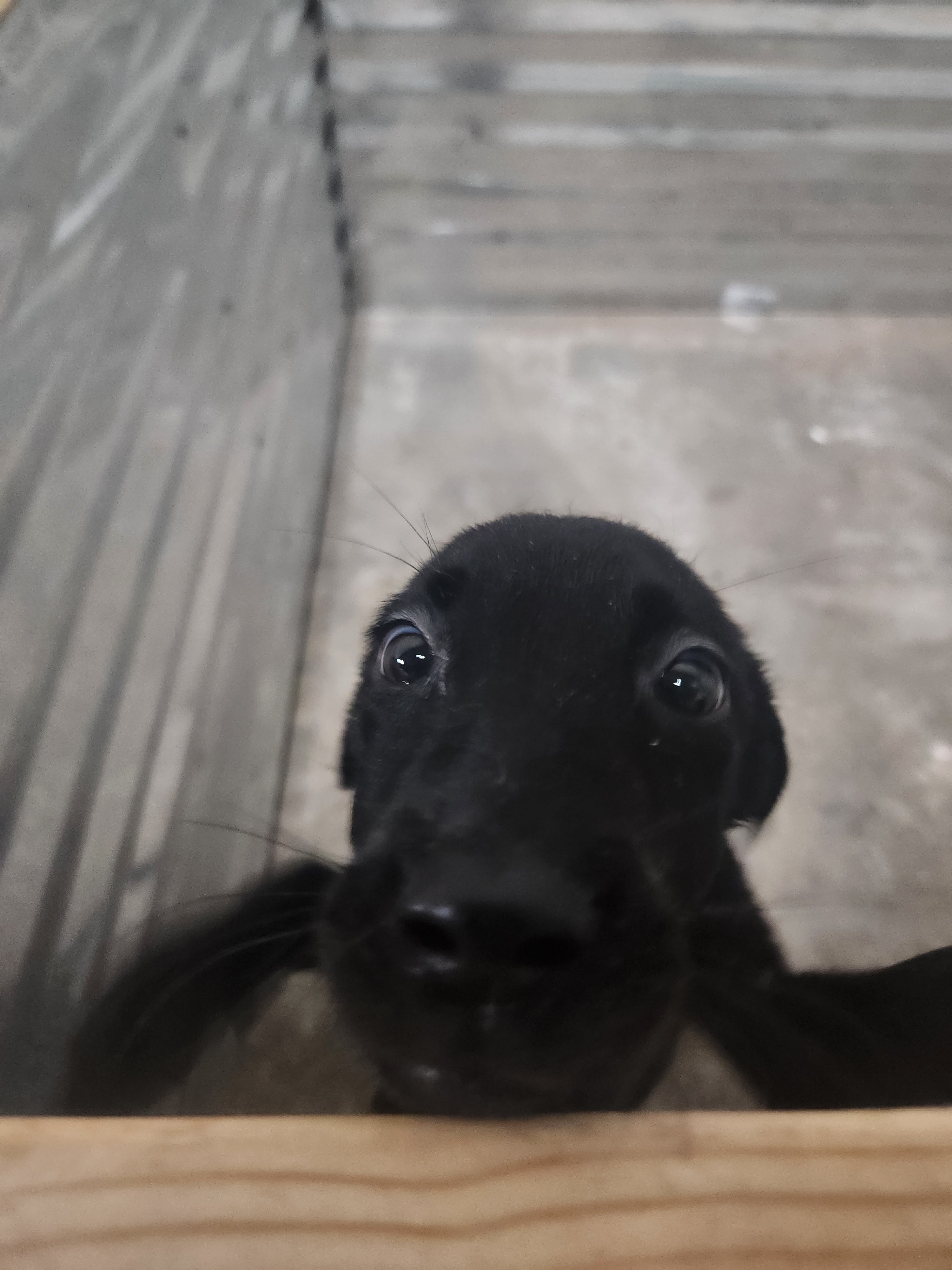 Sugar & Recon's Purebred Labrador Puppies 900+ Titles Champion-Pedigree Labrador Puppies AKC Registered