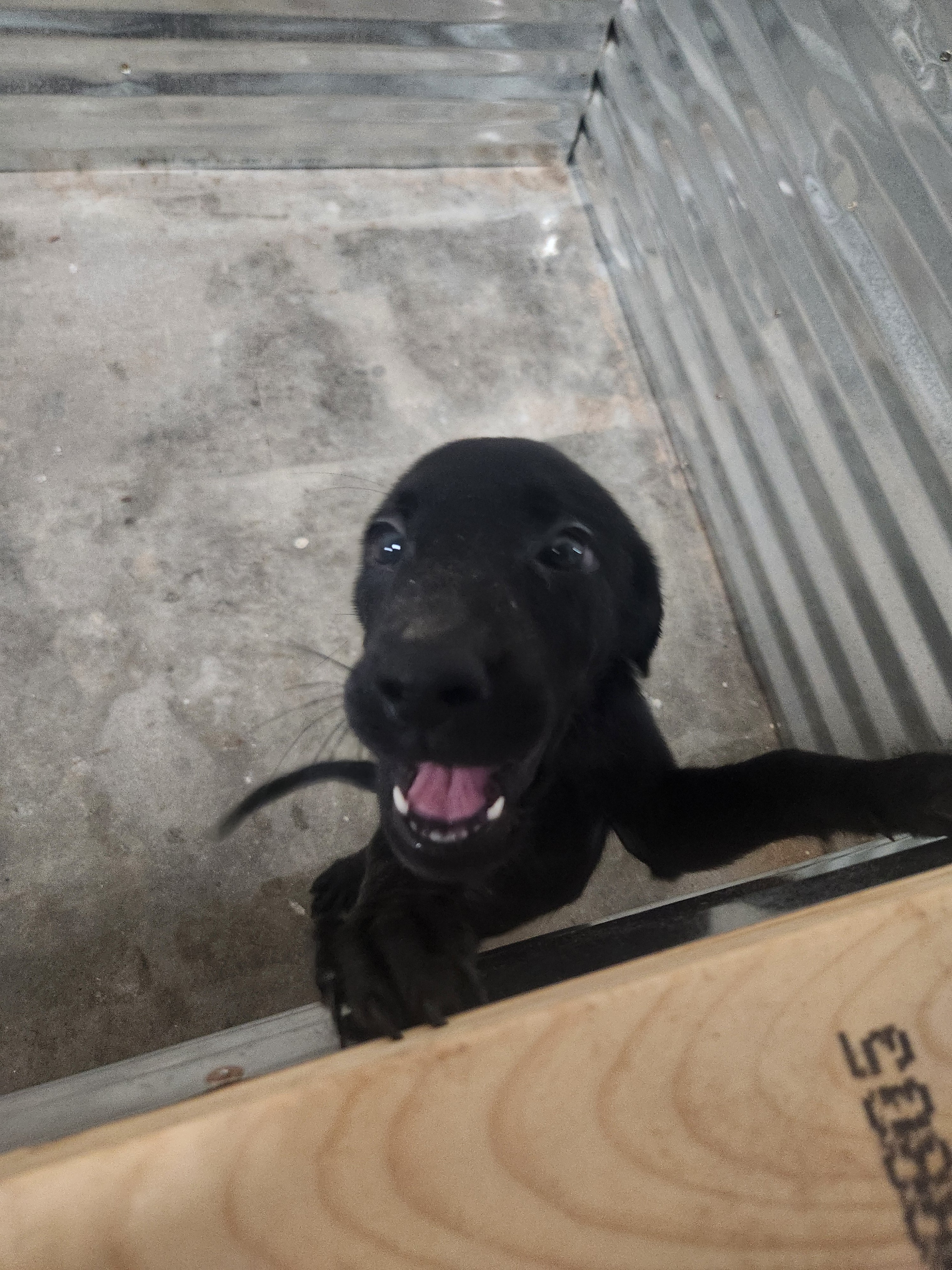 Sugar & Recon's Purebred Labrador Puppies 900+ Titles Champion-Pedigree Labrador Puppies AKC Registered