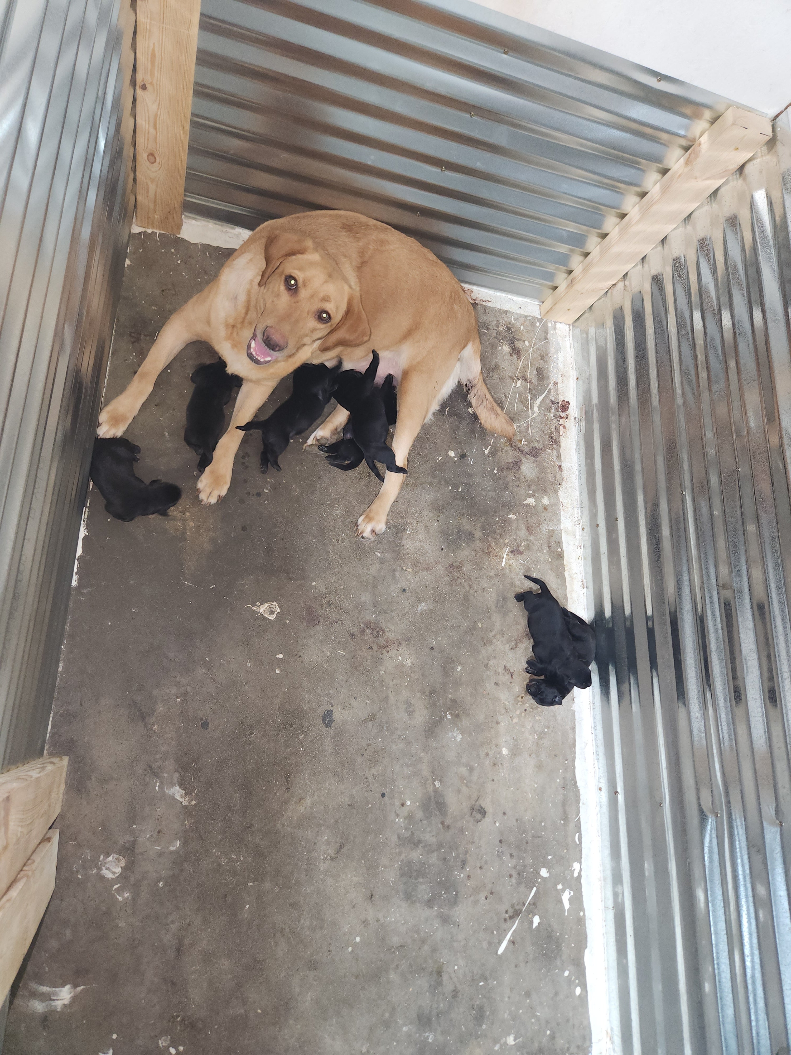 Sam & Vader's Purebred Labrador Puppies 900+ Titles Champion-Pedigree Labrador Puppies AKC Registered