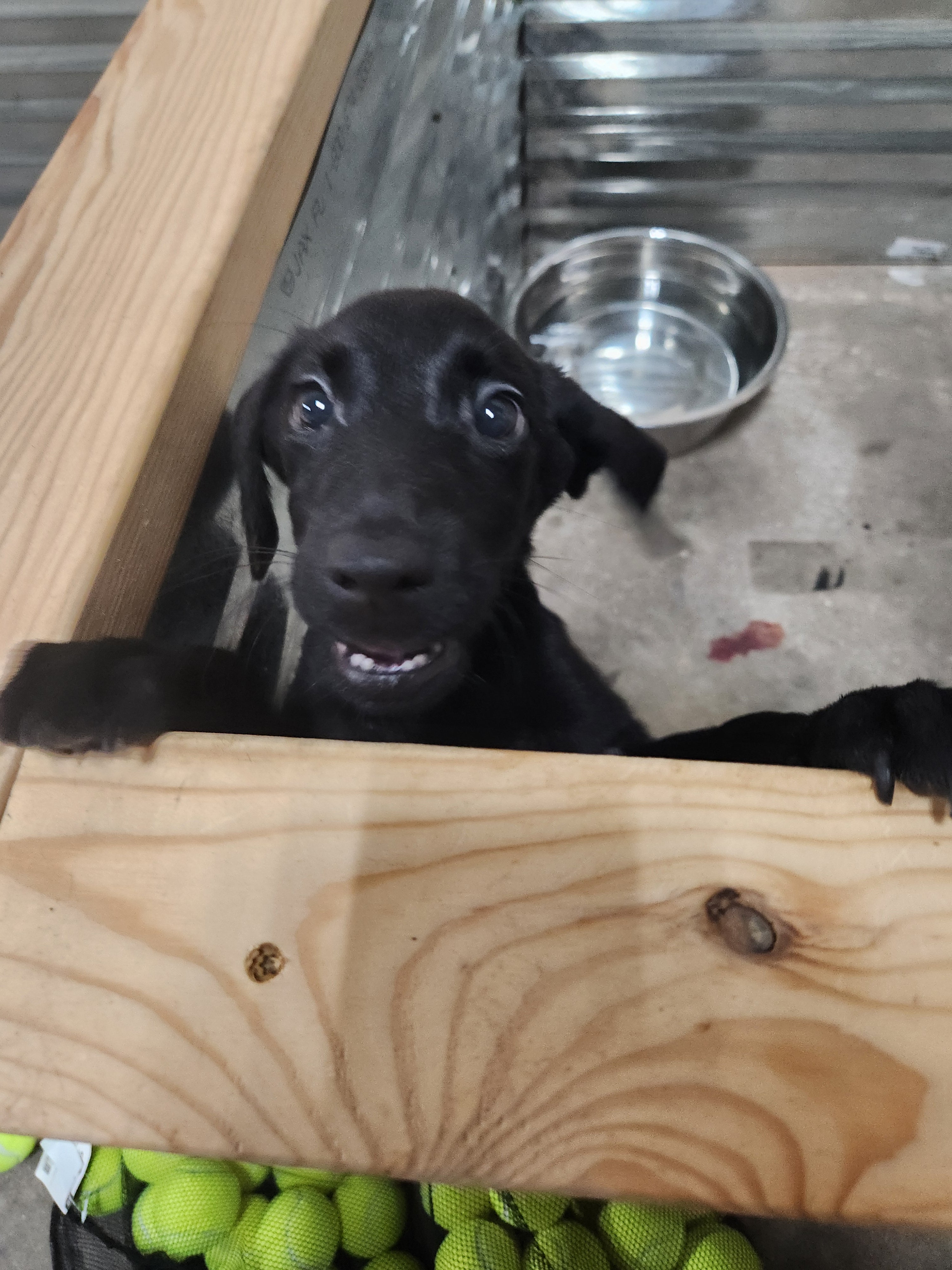 Sam & Vader's Purebred Labrador Puppies 900+ Titles Champion-Pedigree Labrador Puppies AKC Registered
