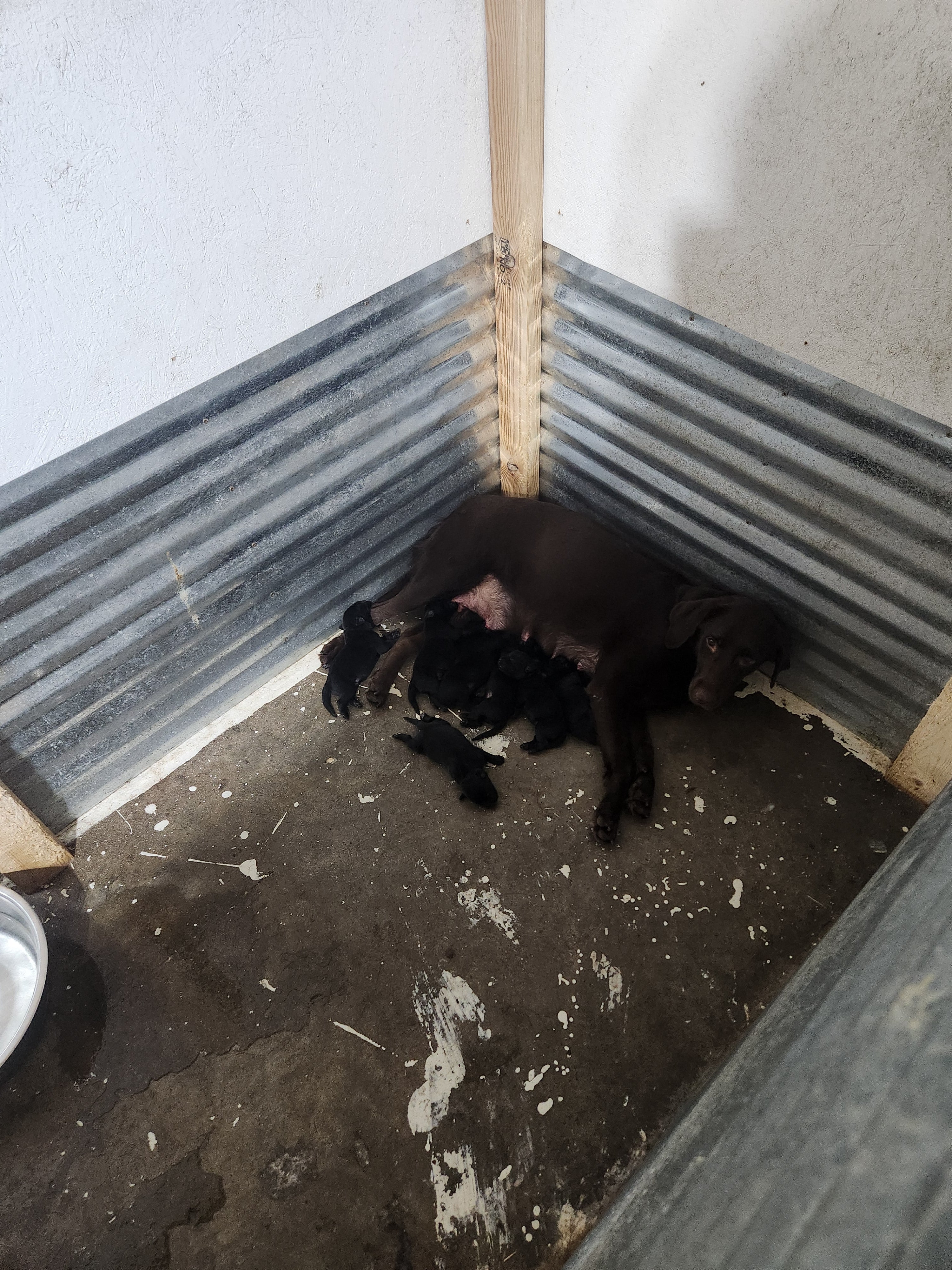 Coco & Recon's Purebred Labrador Puppies 900+ Titles Champion-Pedigree Labrador Puppies AKC Registered