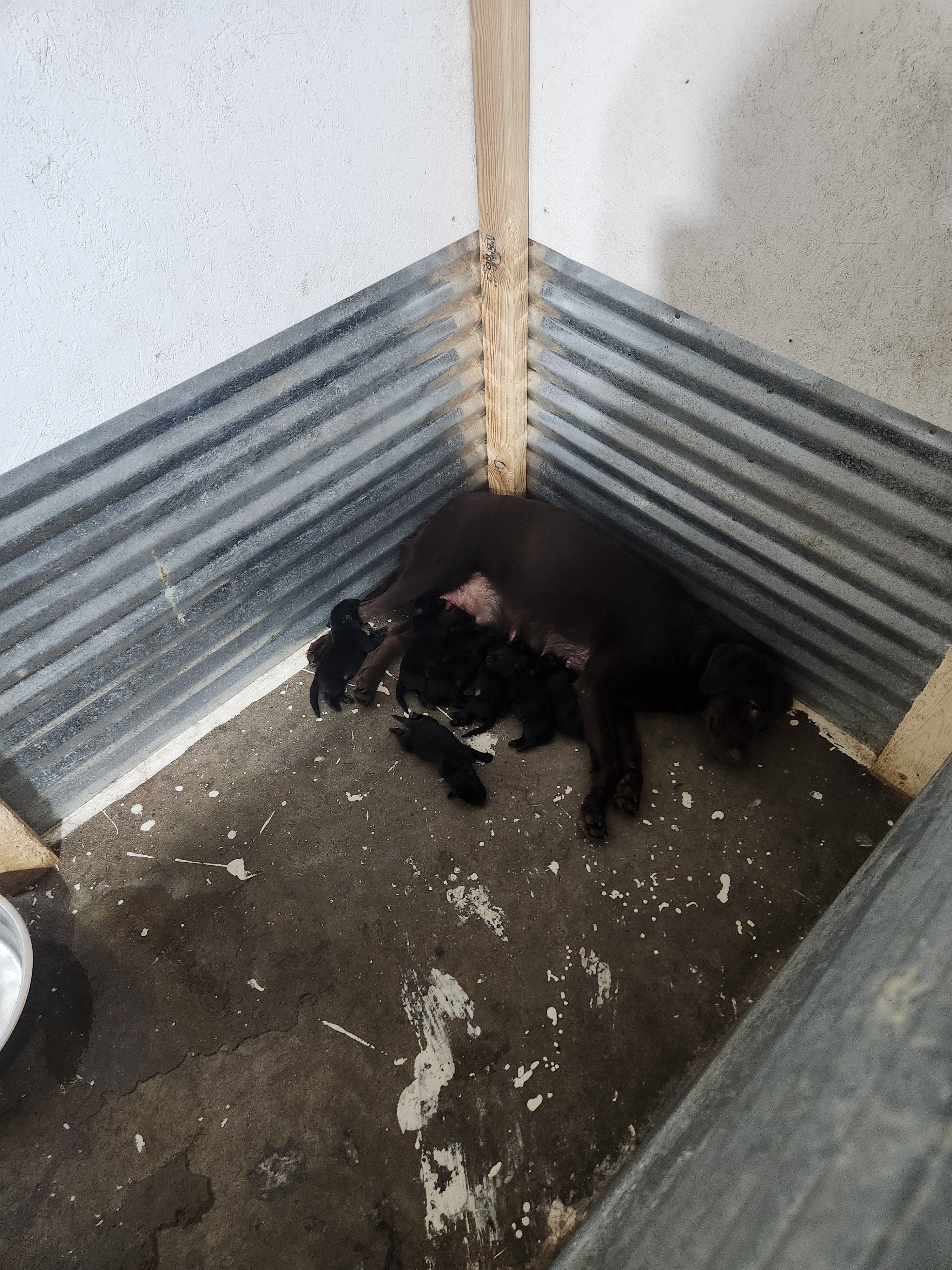 Coco & Recon's Purebred Labrador Puppies 900+ Titles Champion-Pedigree Labrador Puppies AKC Registered