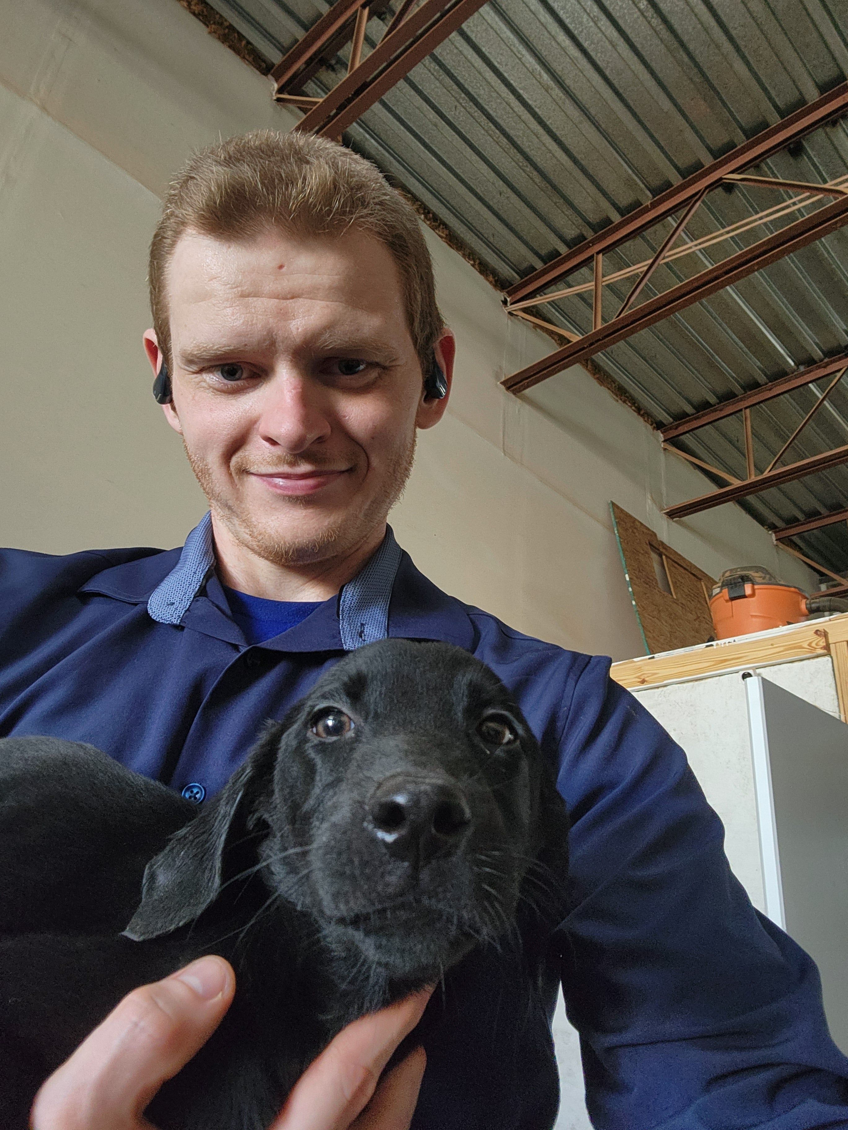 Sugar & Recon's Purebred Labrador Puppies 900+ Titles Champion-Pedigree Labrador Puppies AKC Registered