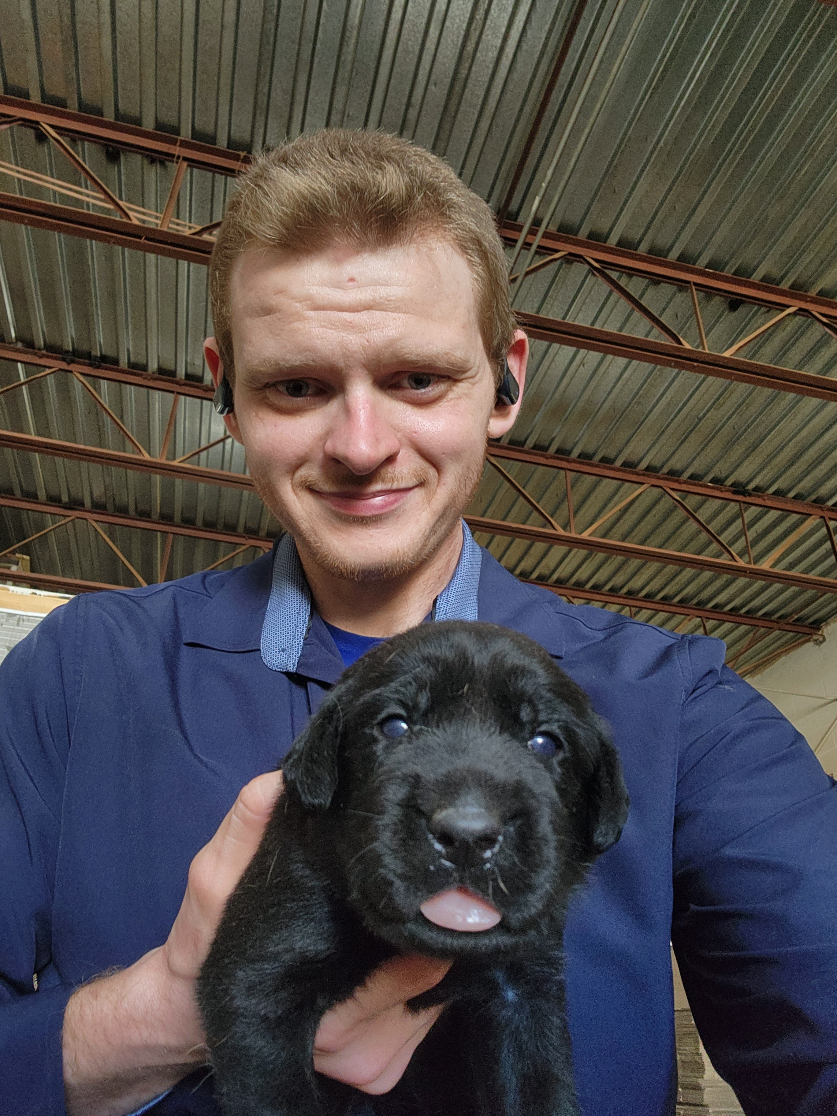 Purebred Labrador Puppies, Champion Lineage With 900+ Titles