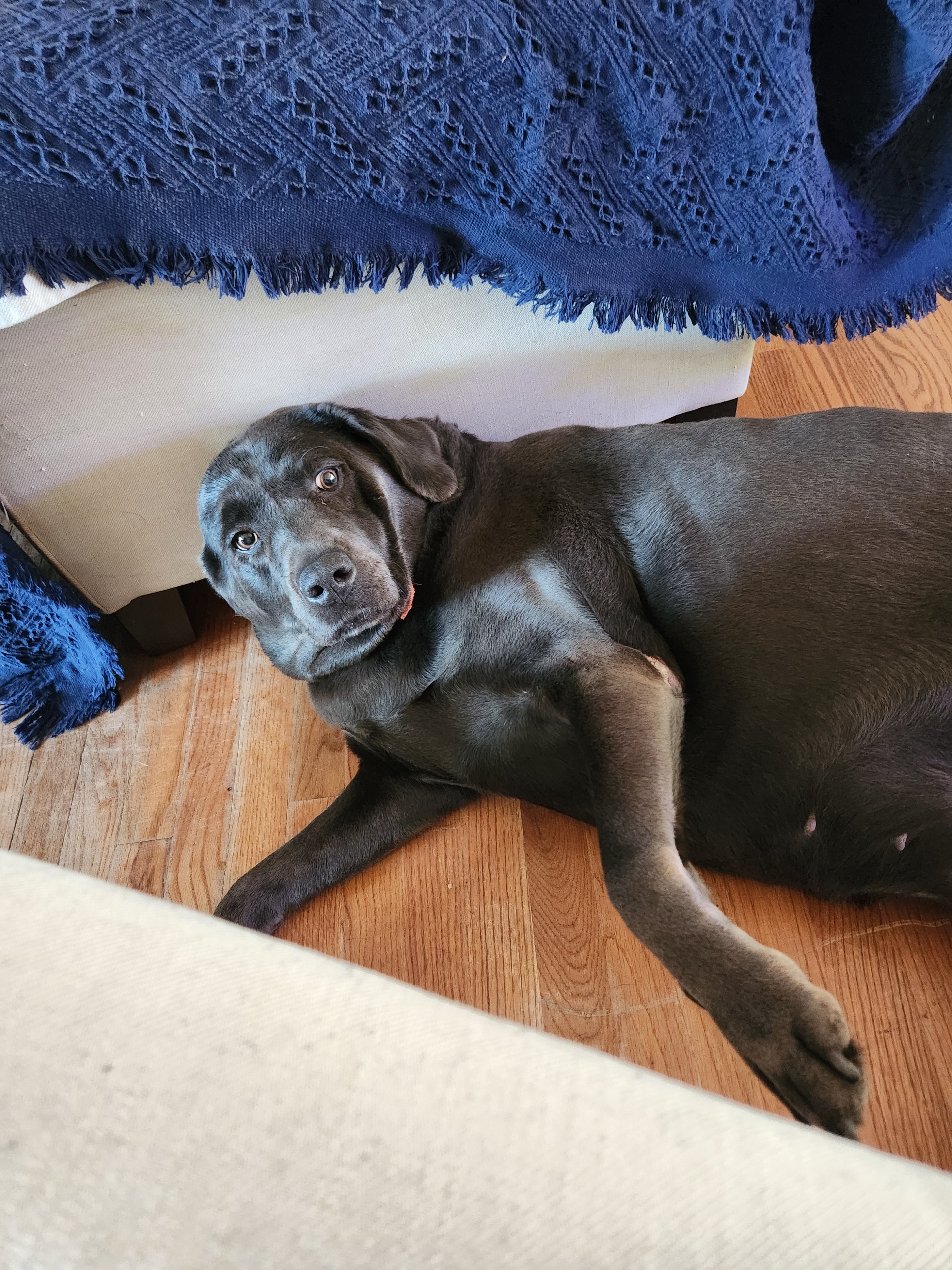 Should I Have A Dog Crate Or Not?
