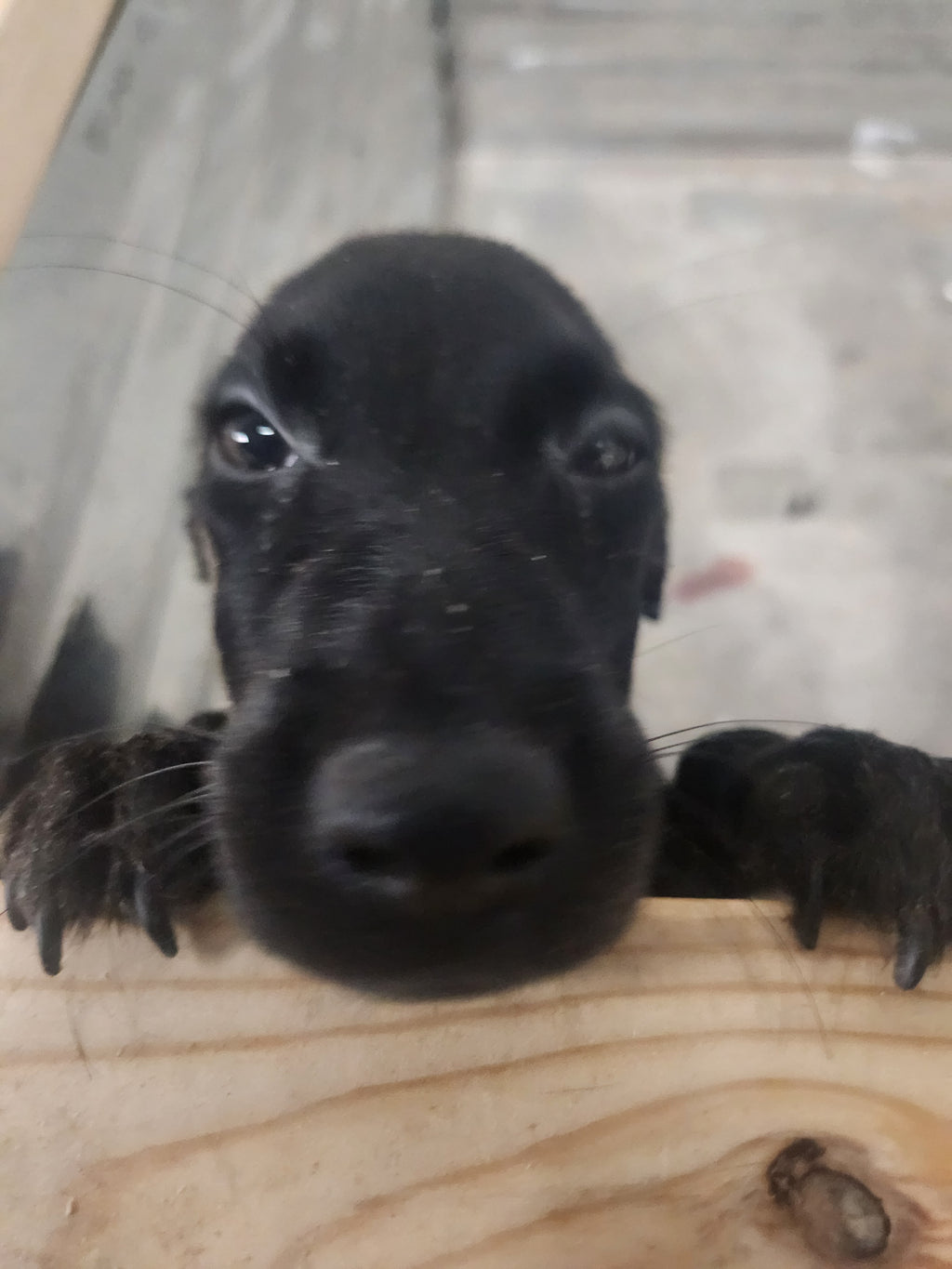 Sugar & Recon's Purebred Labrador Puppies 900+ Titles Champion-Pedigree Labrador Puppies AKC Registered