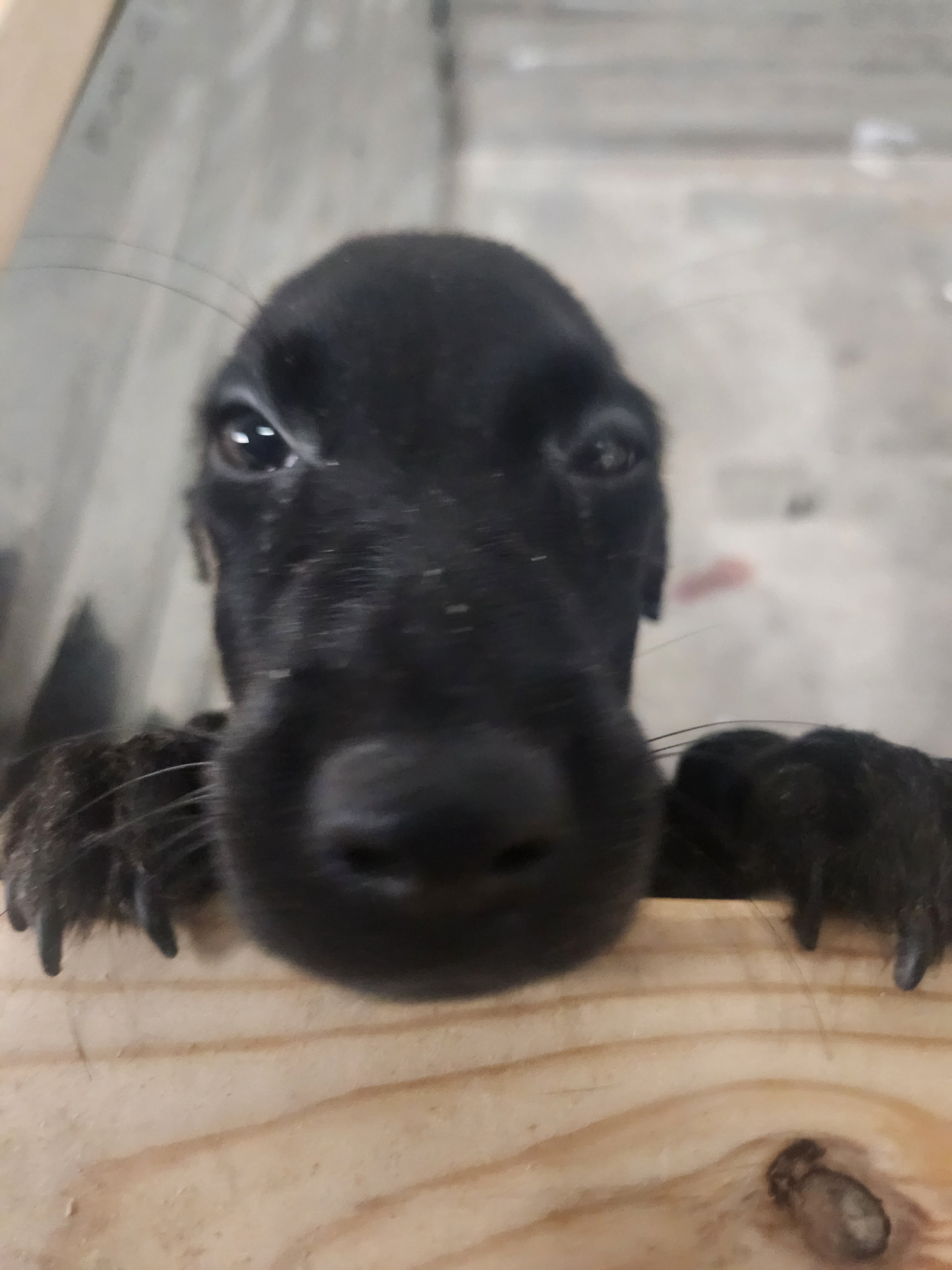 Sugar & Recon's Purebred Labrador Puppies 900+ Titles Champion-Pedigree Labrador Puppies AKC Registered