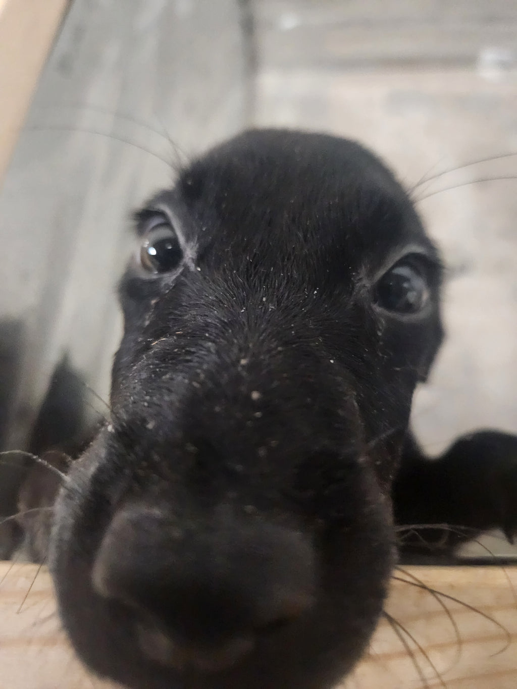 Sugar & Recon's Purebred Labrador Puppies 900+ Titles Champion-Pedigree Labrador Puppies AKC Registered