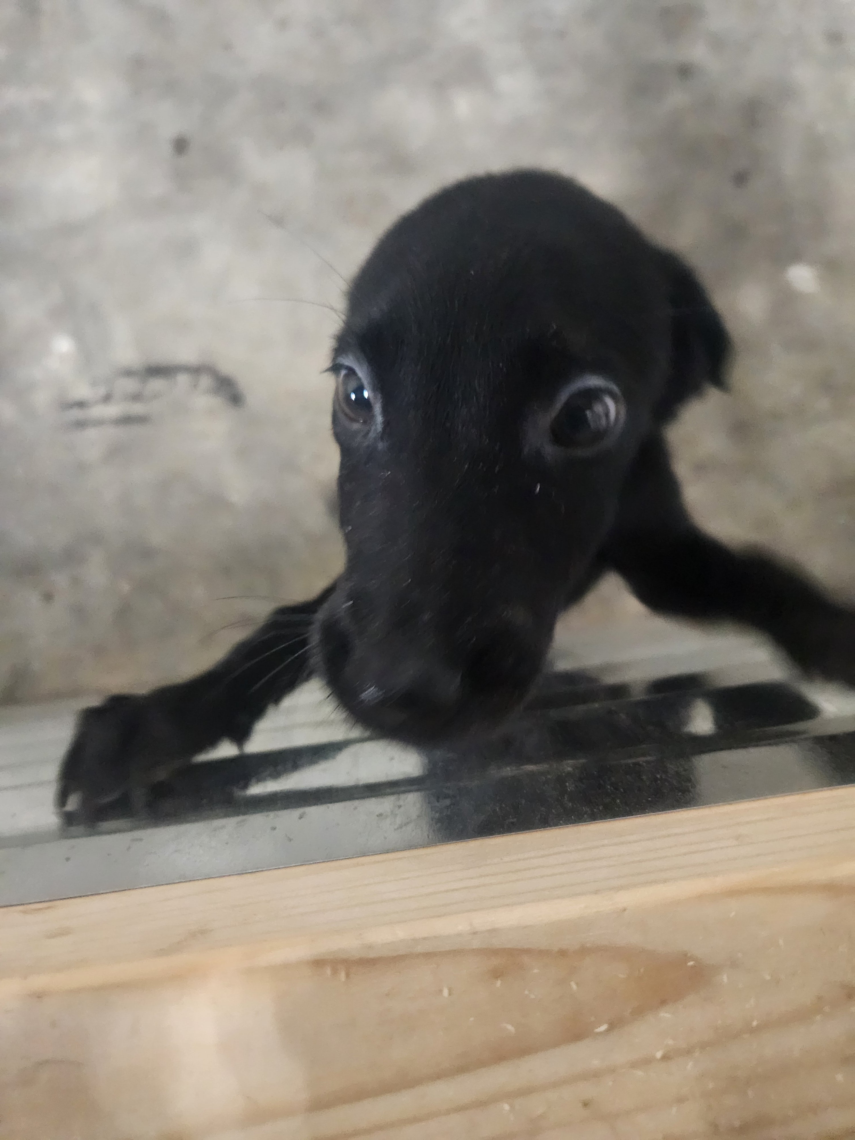 Sugar & Recon's Purebred Labrador Puppies 900+ Titles Champion-Pedigree Labrador Puppies AKC Registered