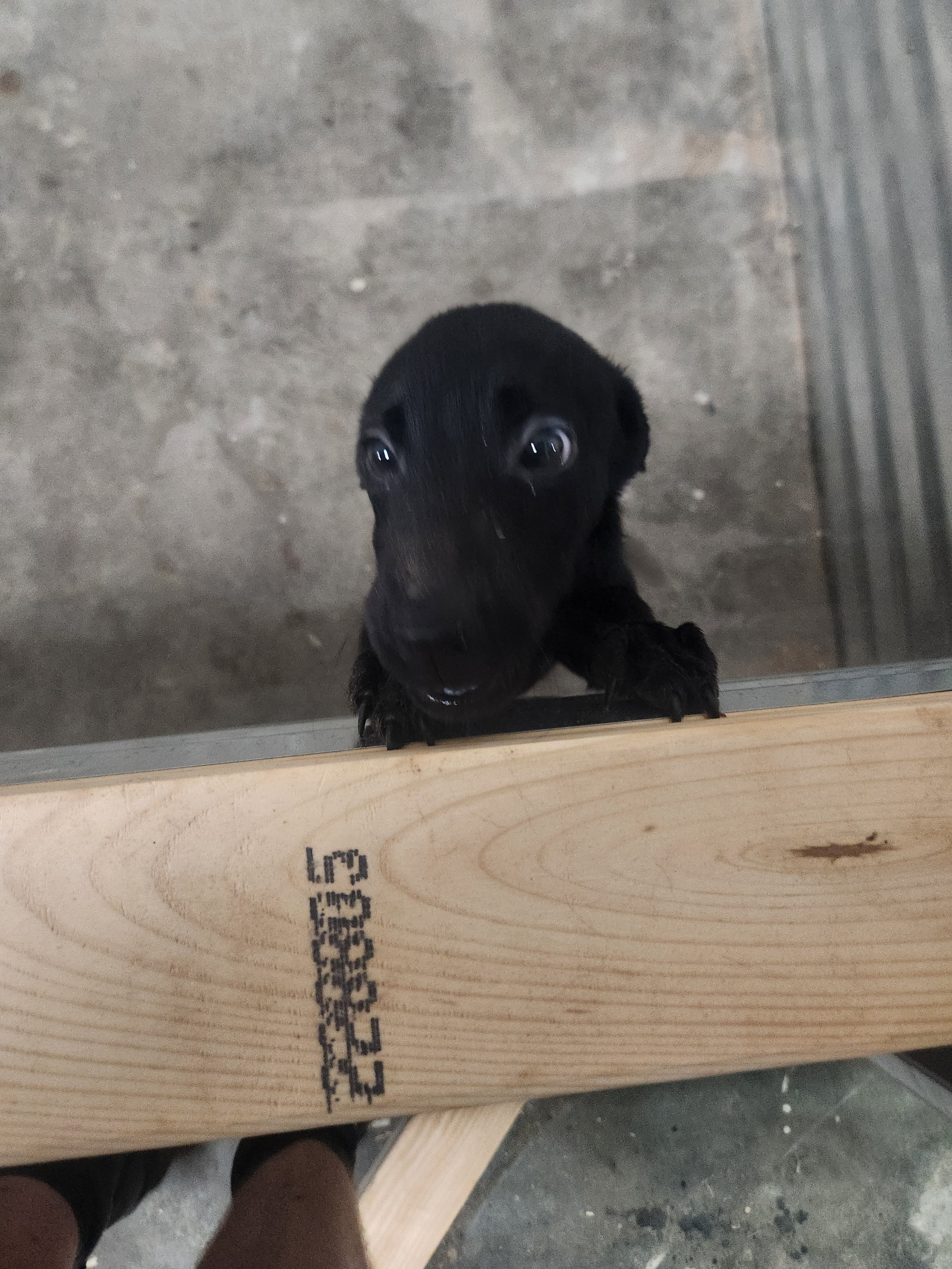Sugar & Recon's Purebred Labrador Puppies 900+ Titles Champion-Pedigree Labrador Puppies AKC Registered