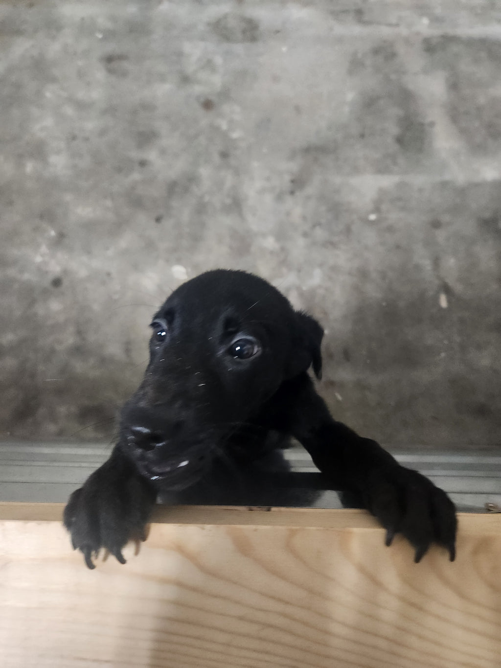 Sugar & Recon's Purebred Labrador Puppies 900+ Titles Champion-Pedigree Labrador Puppies AKC Registered