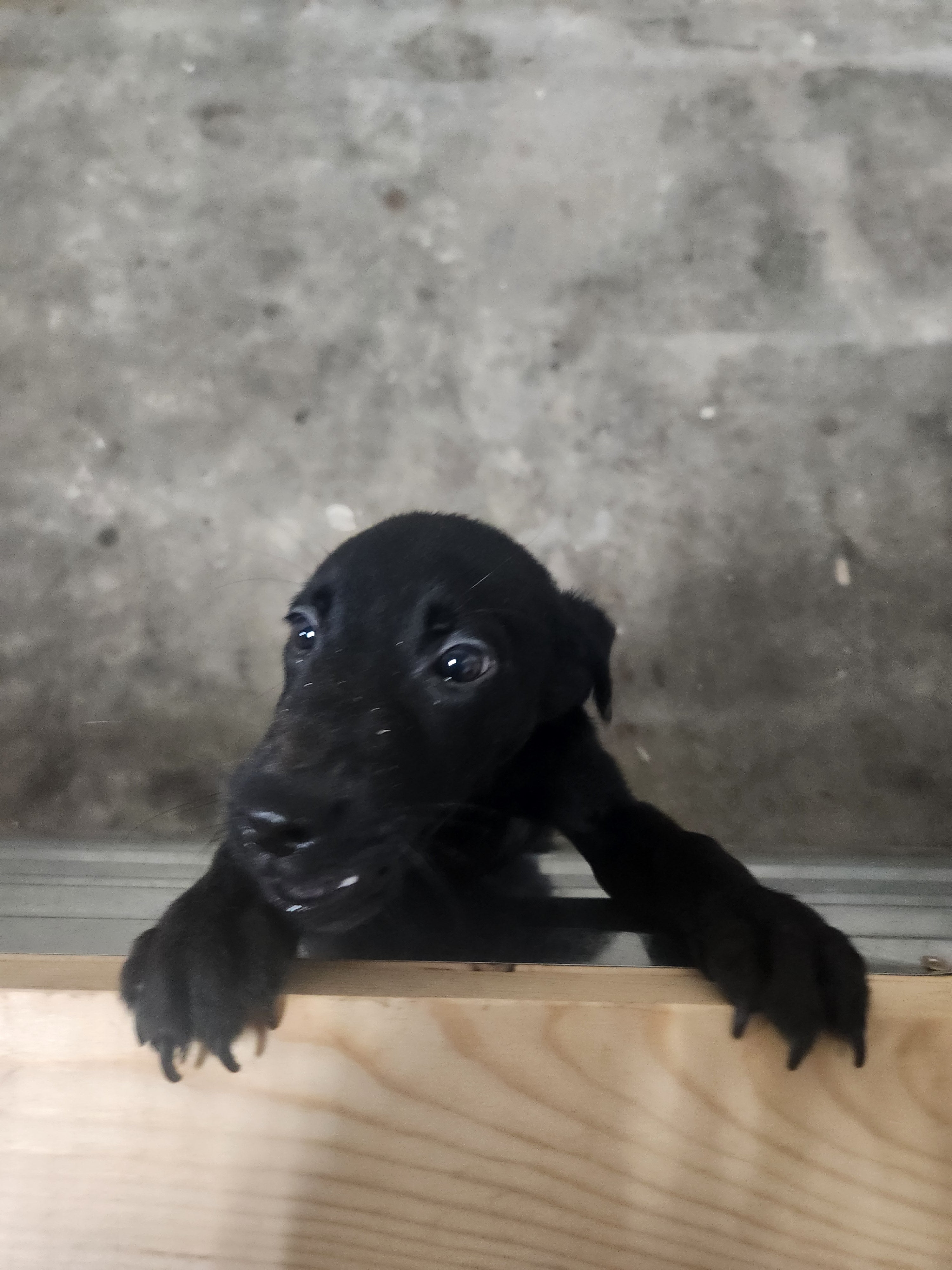 Sugar & Recon's Purebred Labrador Puppies 900+ Titles Champion-Pedigree Labrador Puppies AKC Registered