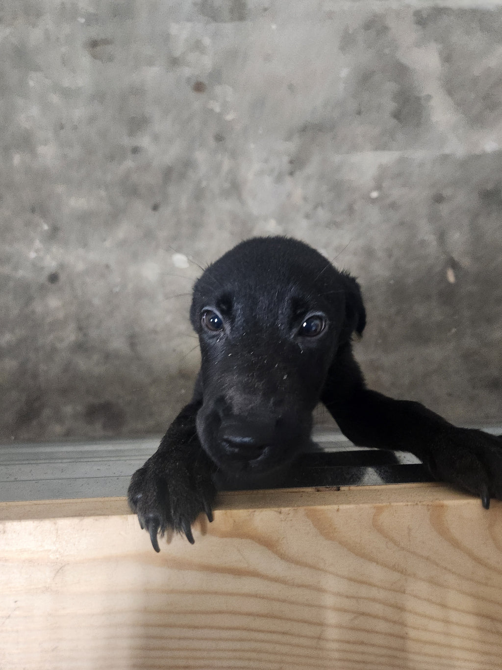 Sugar & Recon's Purebred Labrador Puppies 900+ Titles Champion-Pedigree Labrador Puppies AKC Registered