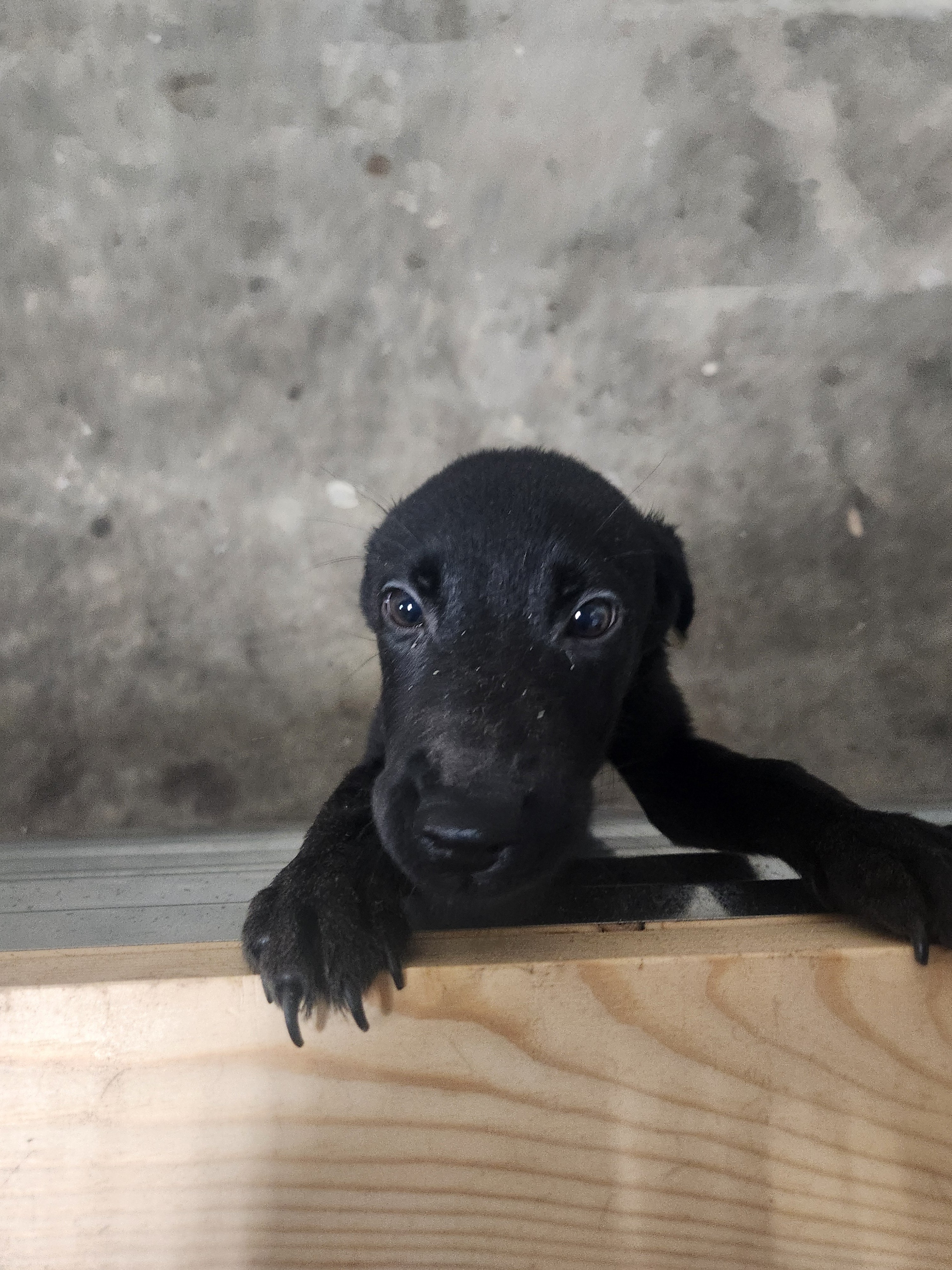 Sugar & Recon's Purebred Labrador Puppies 900+ Titles Champion-Pedigree Labrador Puppies AKC Registered