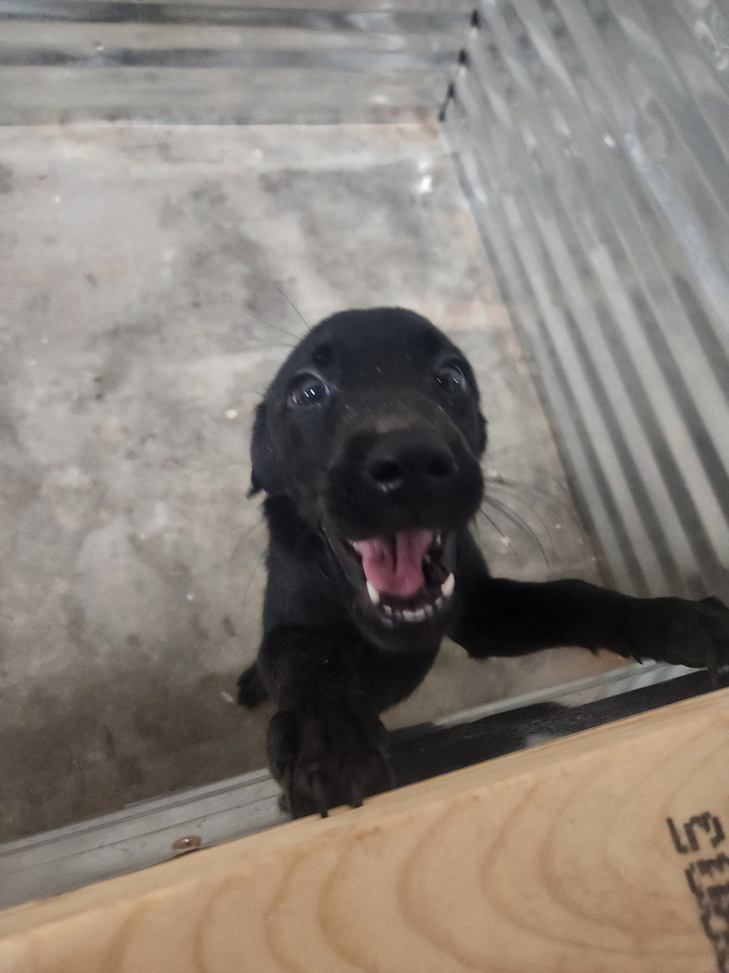 Sugar & Recon's Purebred Labrador Puppies 900+ Titles Champion-Pedigree Labrador Puppies AKC Registered