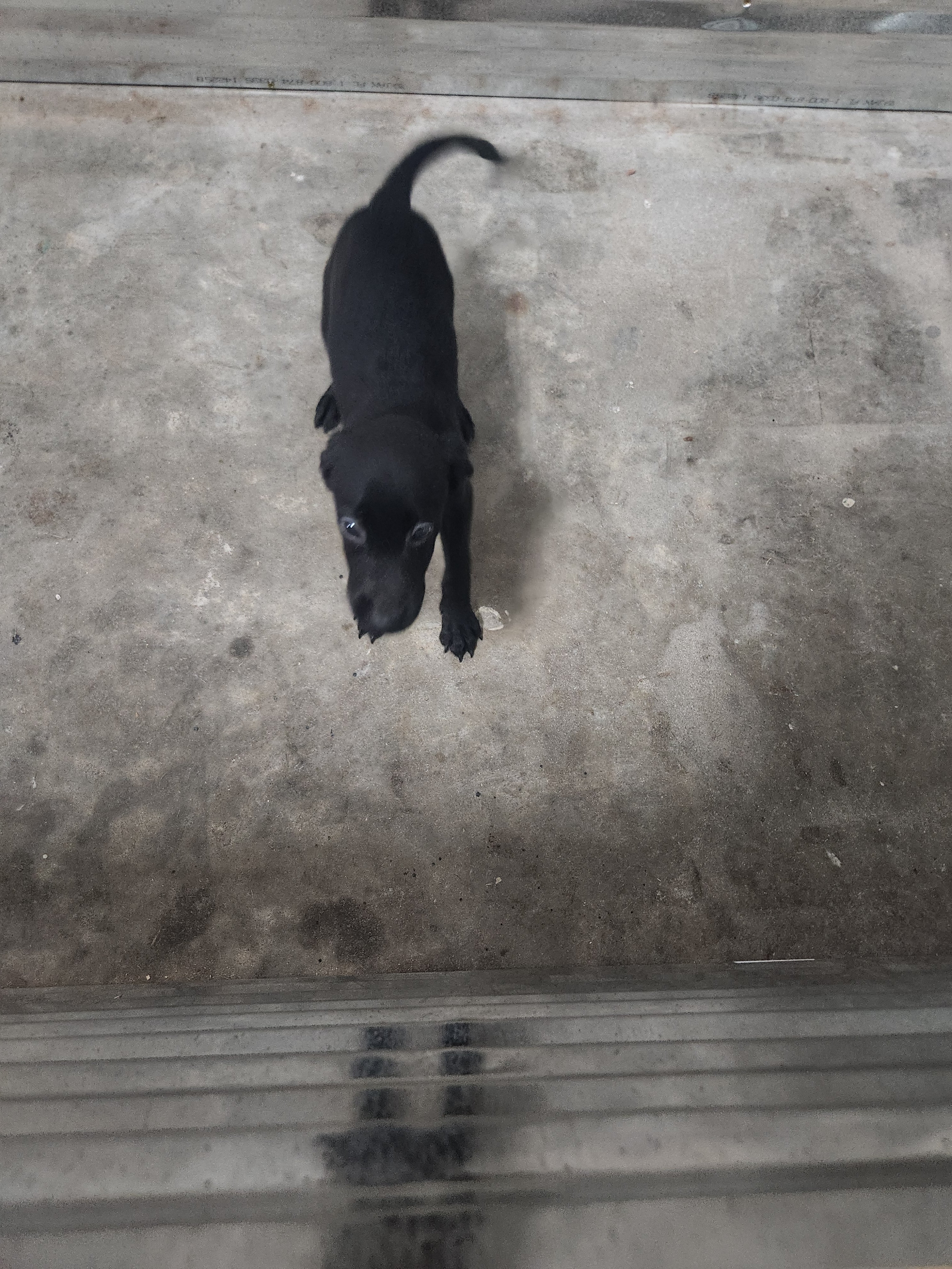 Sugar & Recon's Purebred Labrador Puppies 900+ Titles Champion-Pedigree Labrador Puppies AKC Registered