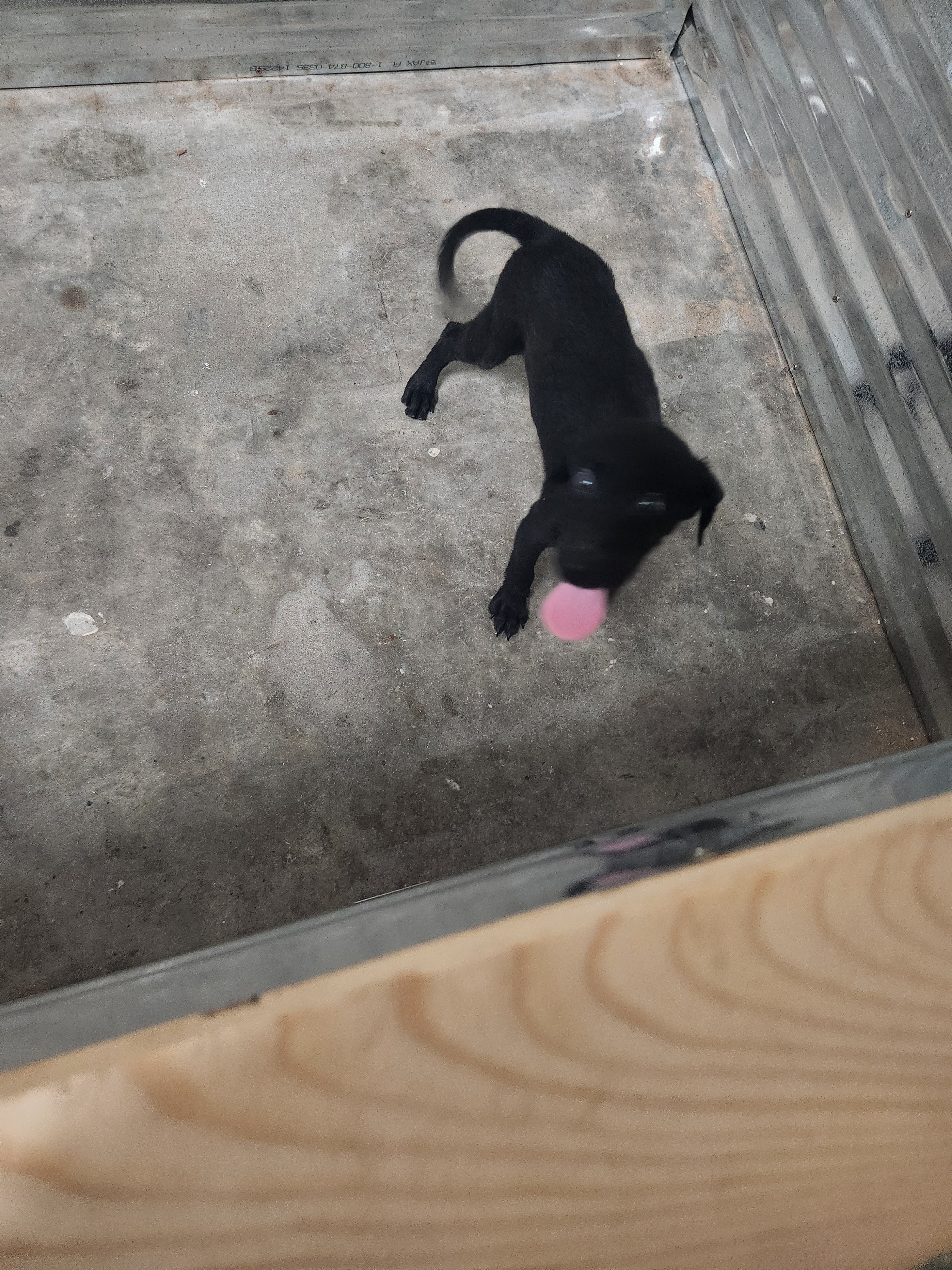 Sugar & Recon's Purebred Labrador Puppies 900+ Titles Champion-Pedigree Labrador Puppies AKC Registered