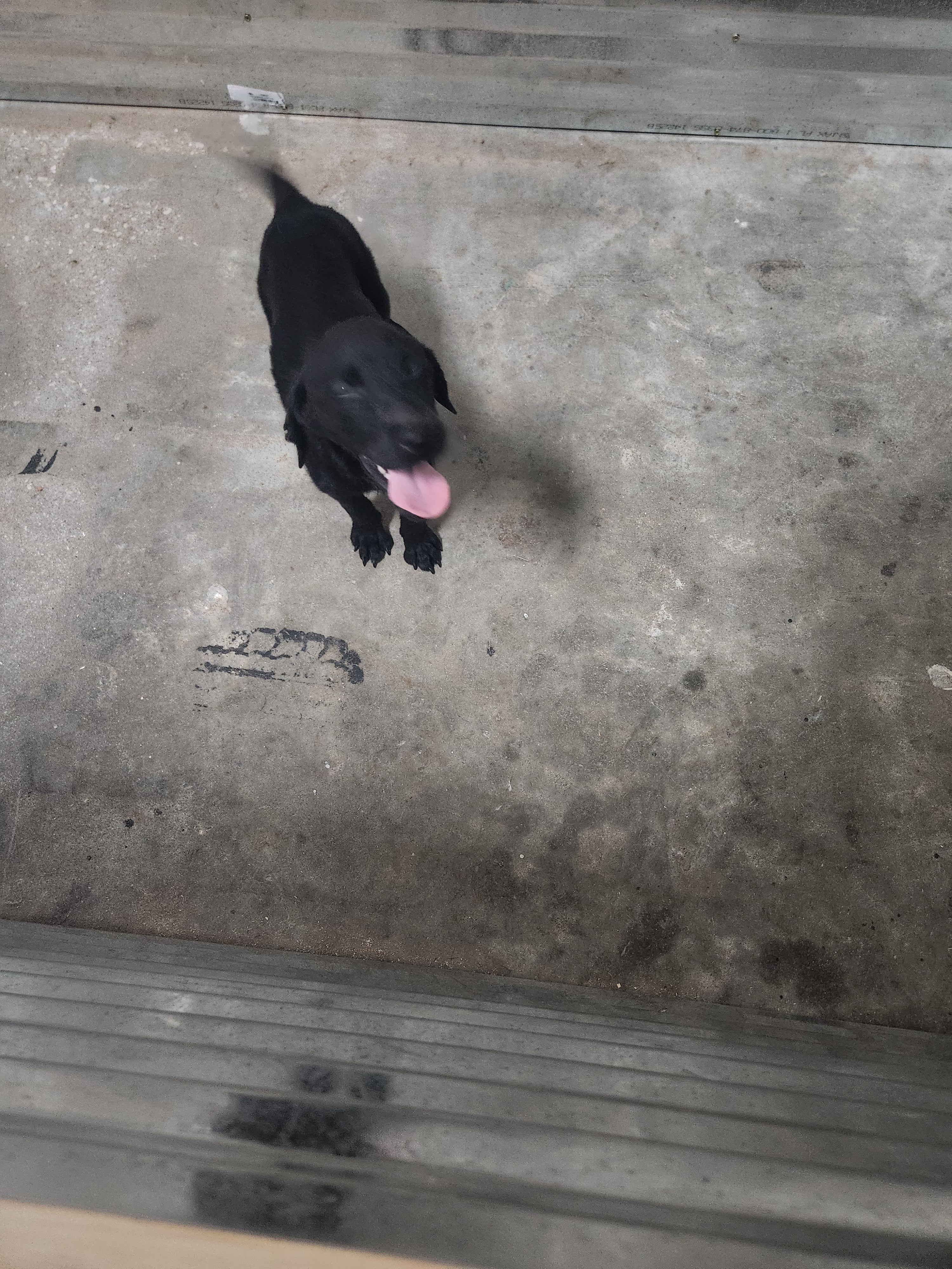 Sugar & Recon's Purebred Labrador Puppies 900+ Titles Champion-Pedigree Labrador Puppies AKC Registered