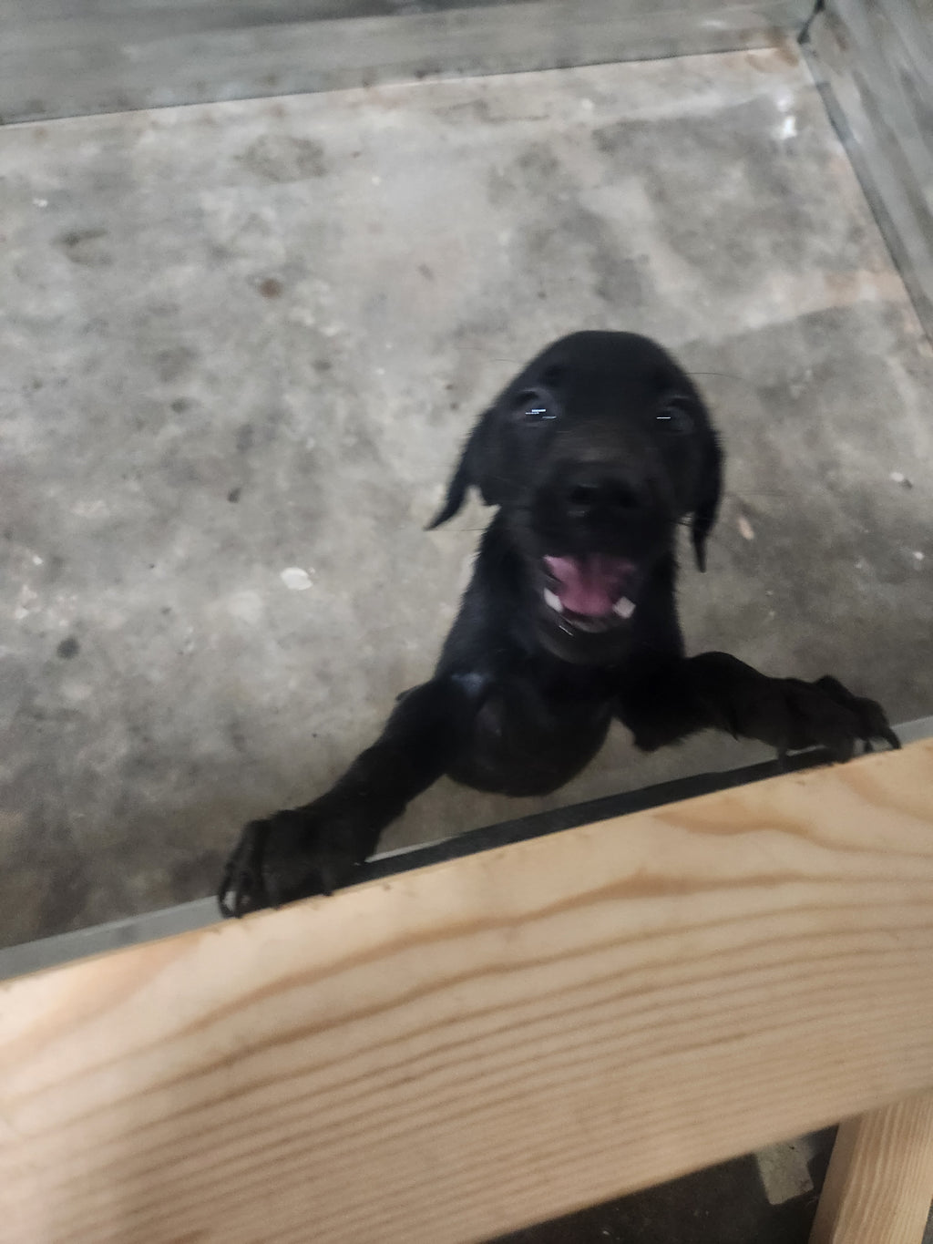 Sugar & Recon's Purebred Labrador Puppies 900+ Titles Champion-Pedigree Labrador Puppies AKC Registered
