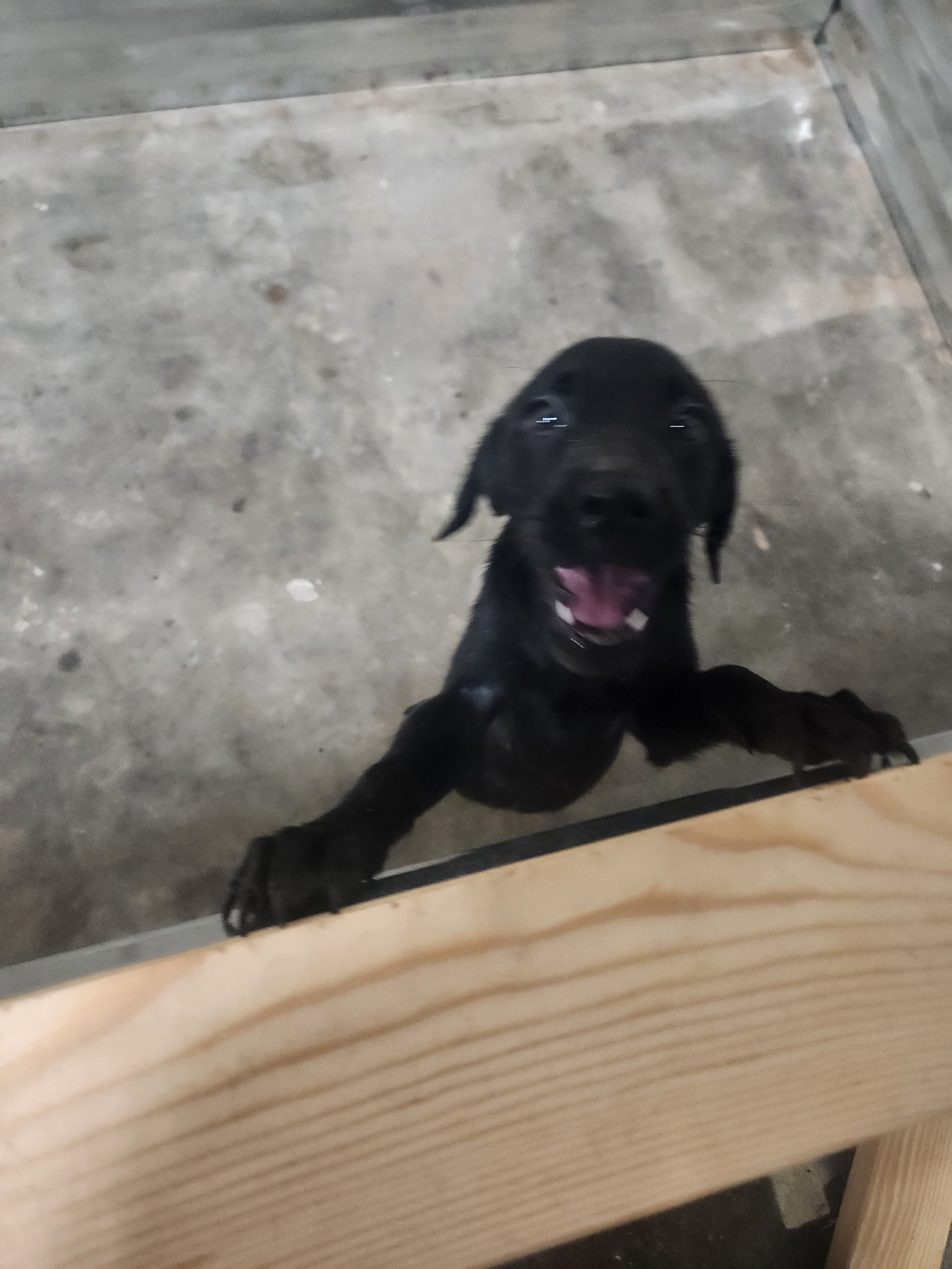 Sugar & Recon's Purebred Labrador Puppies 900+ Titles Champion-Pedigree Labrador Puppies AKC Registered