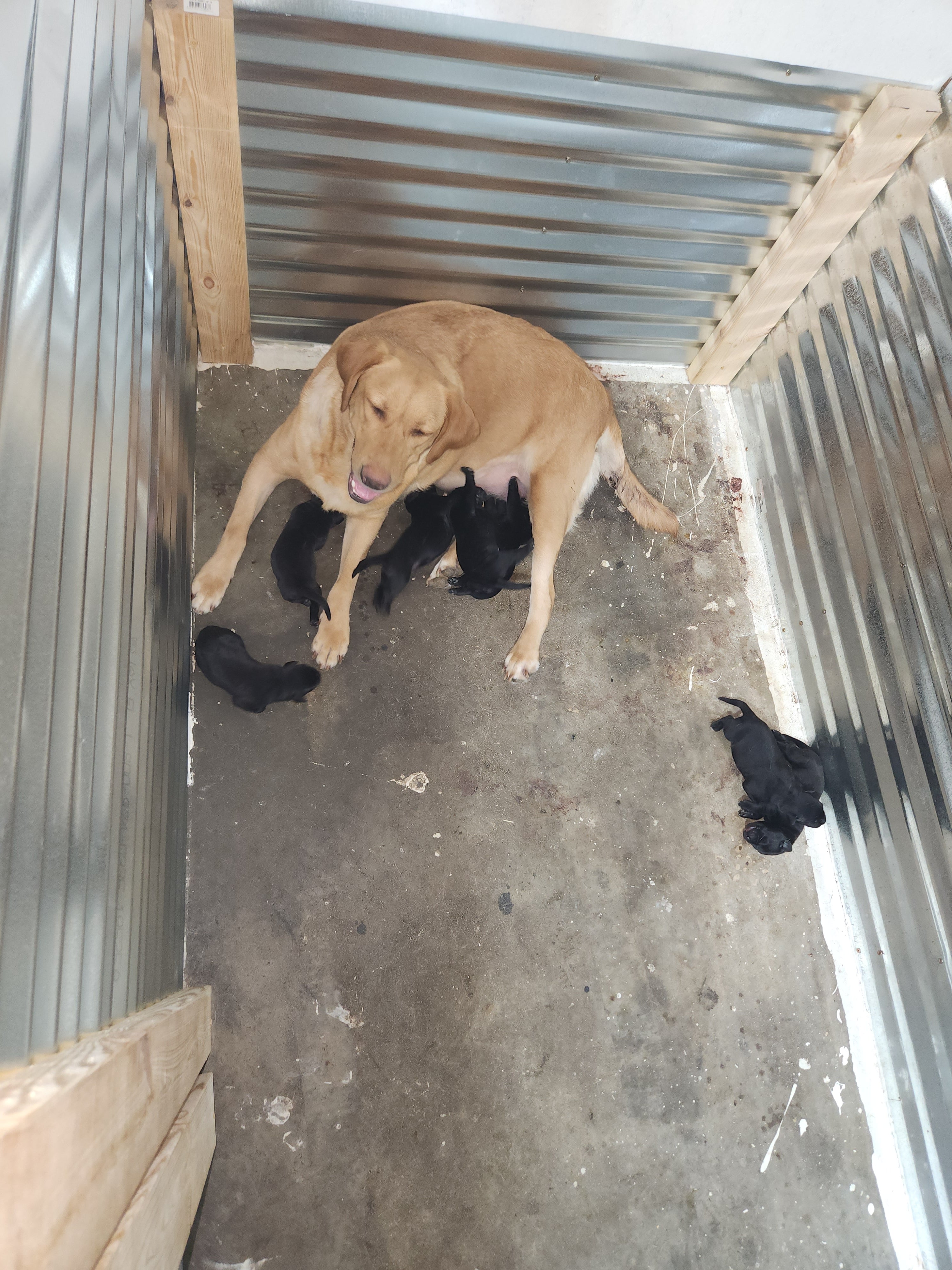 Sam & Vader's Purebred Labrador Puppies 900+ Titles Champion-Pedigree Labrador Puppies AKC Registered