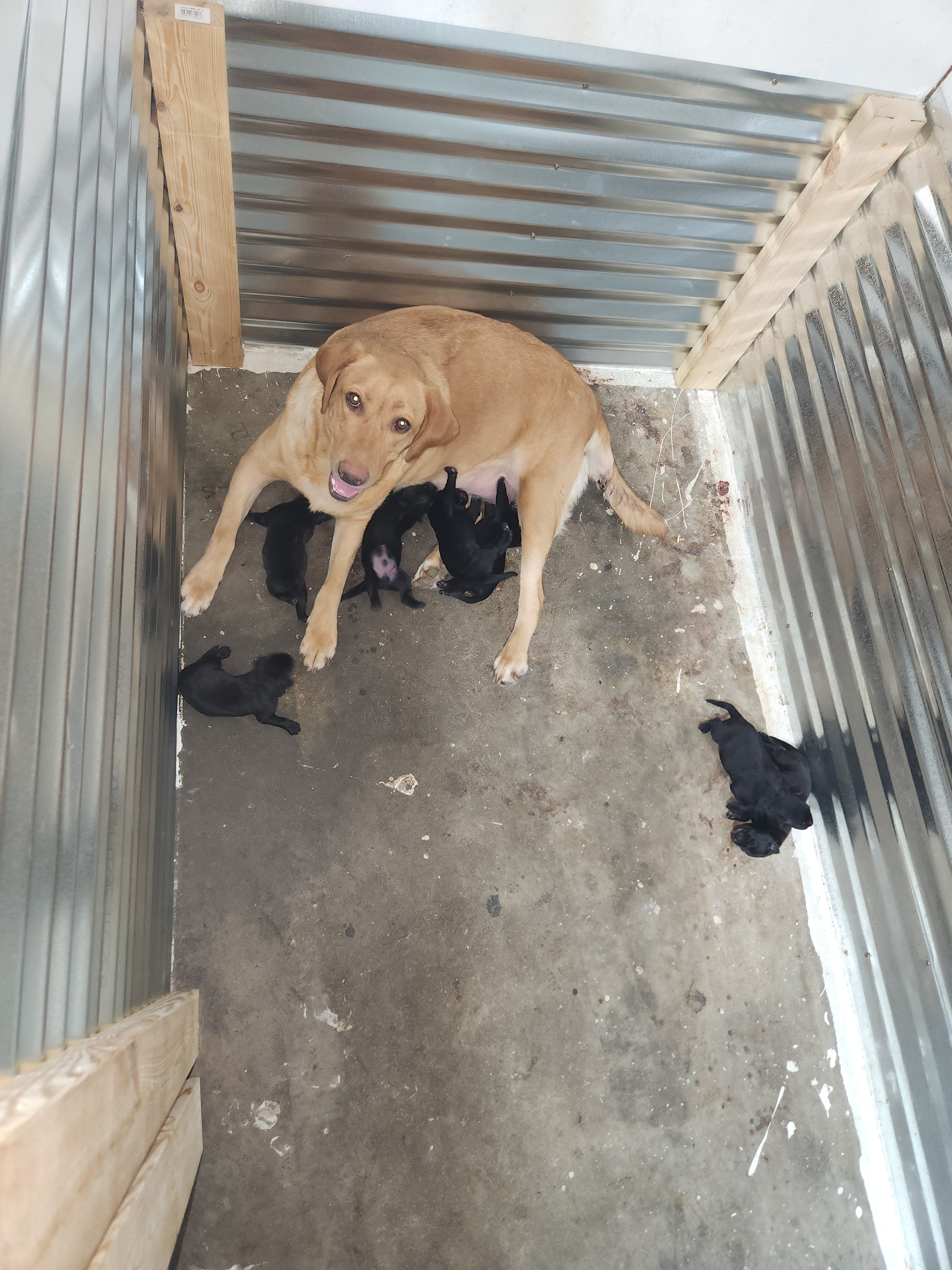 Sam & Vader's Purebred Labrador Puppies 900+ Titles Champion-Pedigree Labrador Puppies AKC Registered