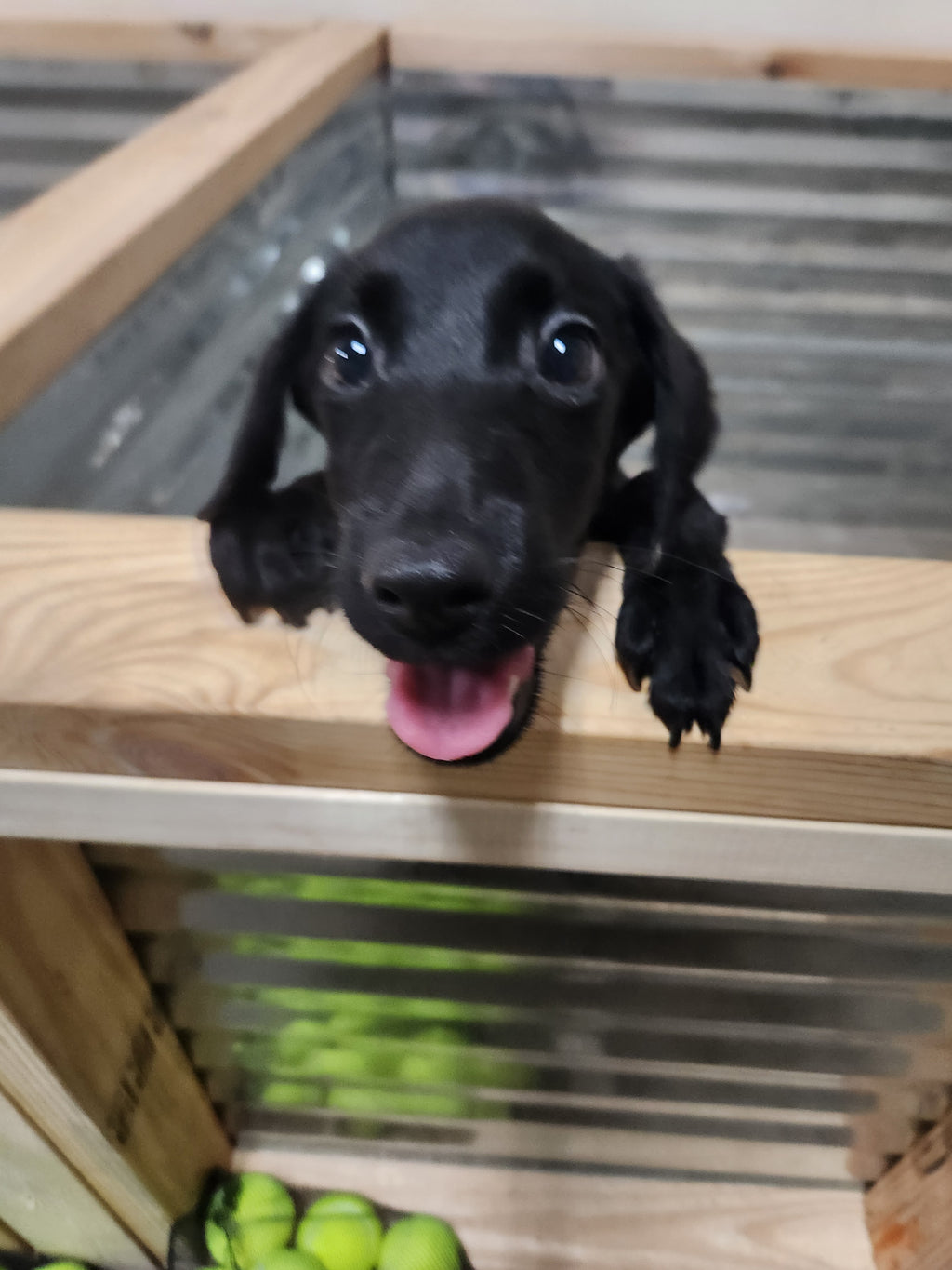 Sugar & Recon's Purebred Labrador Puppies 900+ Titles Champion-Pedigree Labrador Puppies AKC Registered