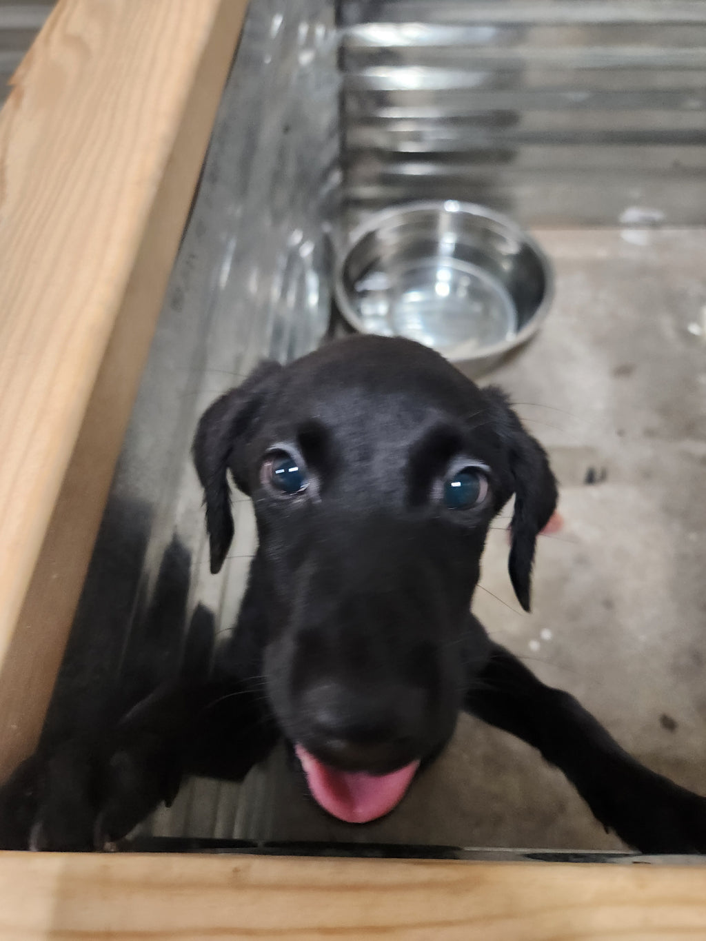 Sugar & Recon's Purebred Labrador Puppies 900+ Titles Champion-Pedigree Labrador Puppies AKC Registered