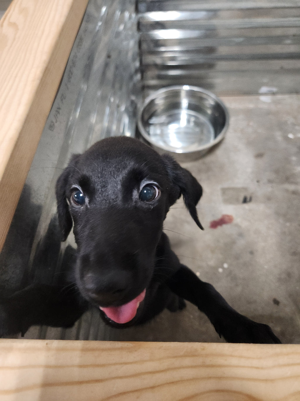 Sugar & Recon's Purebred Labrador Puppies 900+ Titles Champion-Pedigree Labrador Puppies AKC Registered