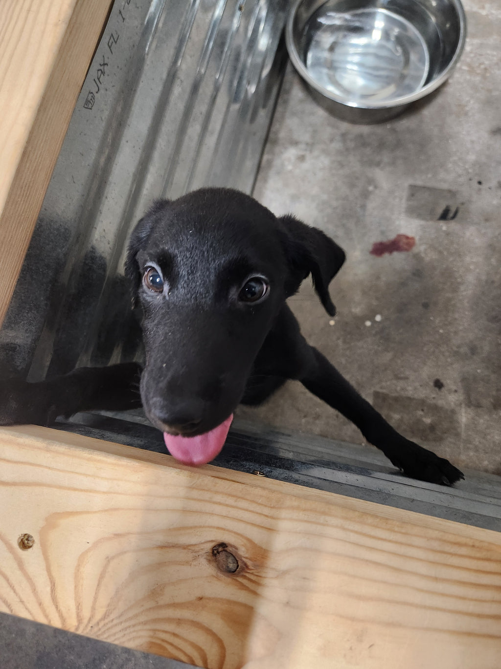 Willow & Recon's Purebred Labrador Puppies 900+ Titles Champion-Pedigree Labrador Puppies AKC Registered