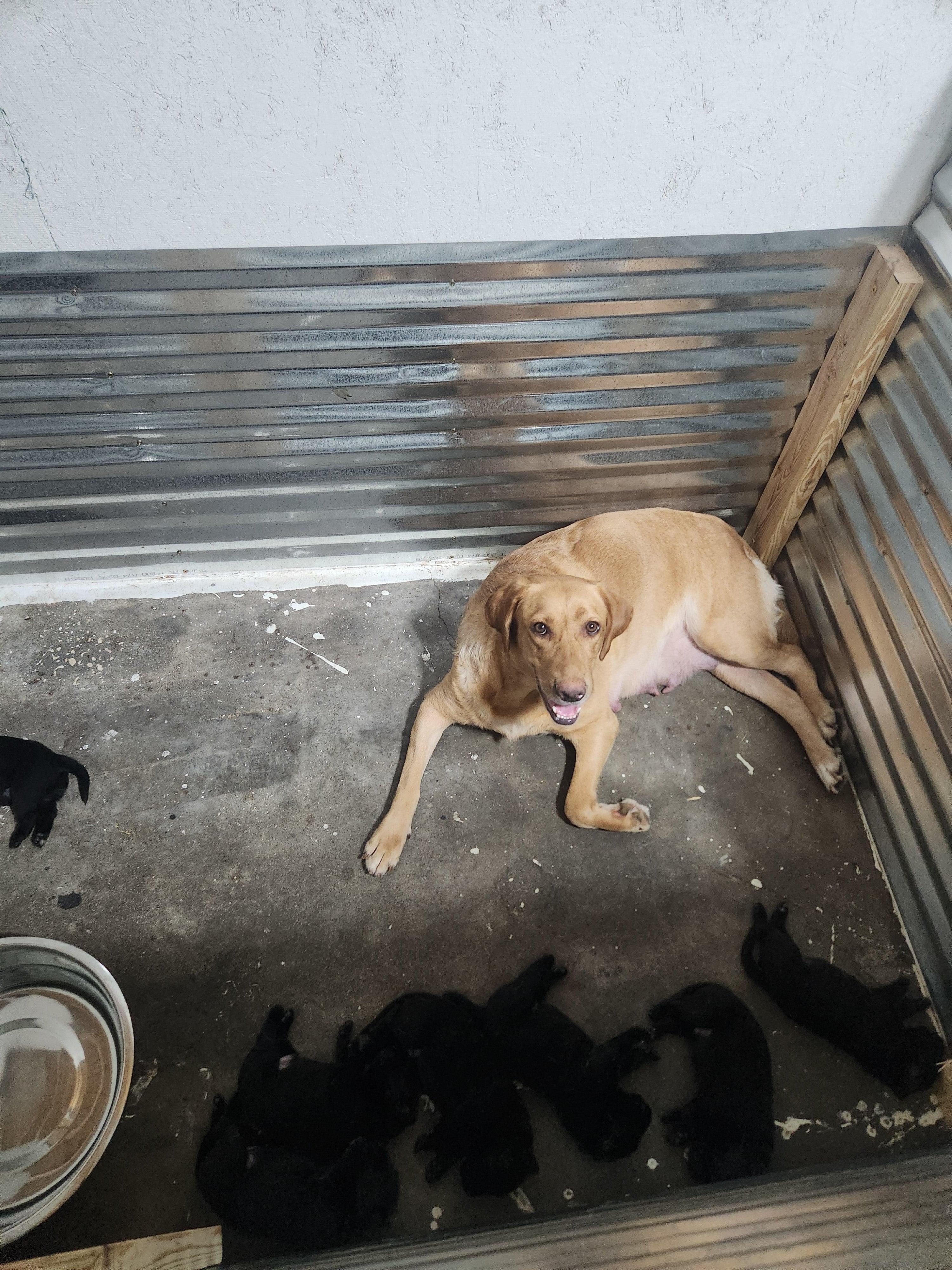 Sam & Vader's Purebred Labrador Puppies 900+ Titles Champion-Pedigree Labrador Puppies AKC Registered