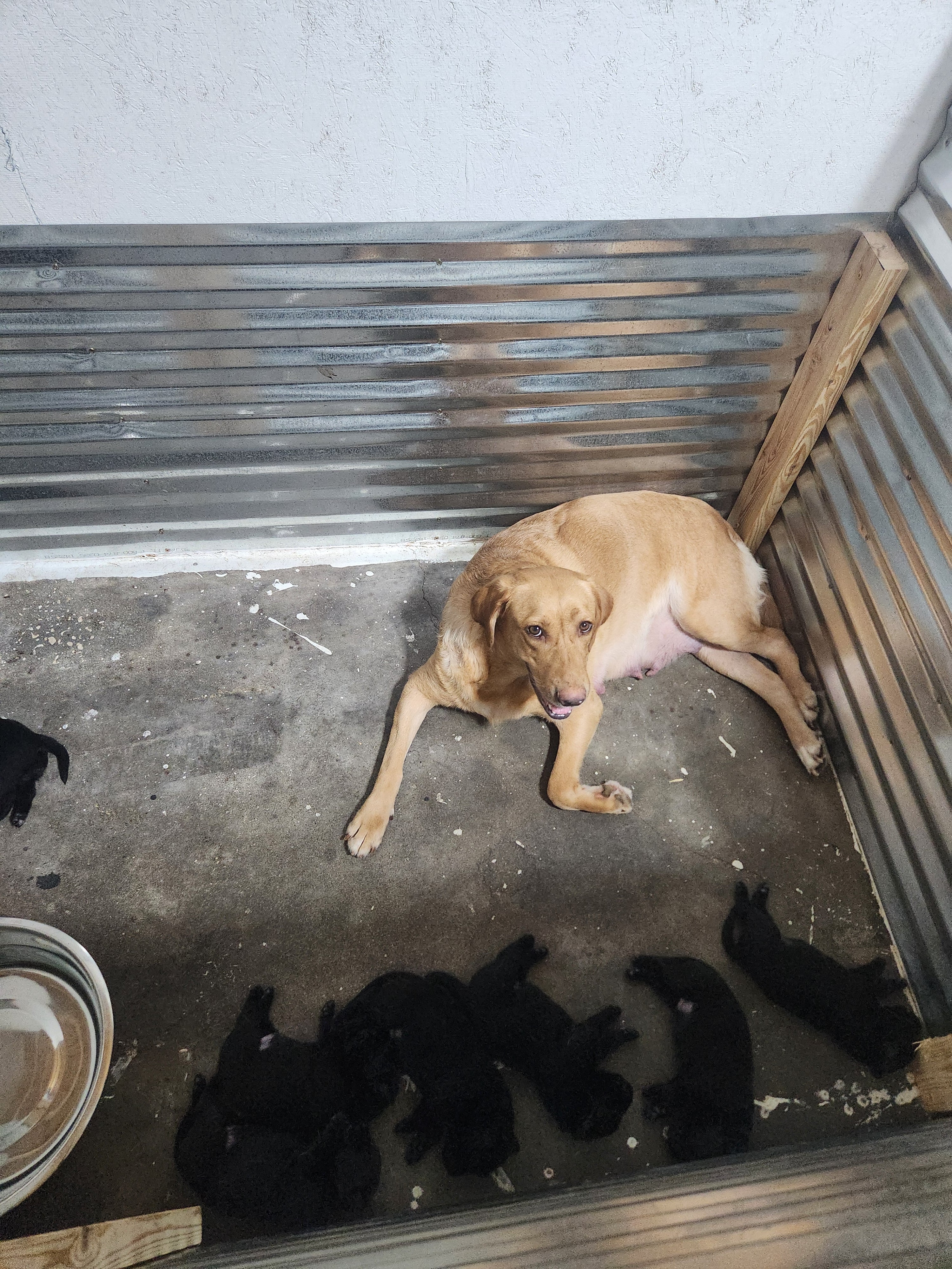 Sam & Vader's Purebred Labrador Puppies 900+ Titles Champion-Pedigree Labrador Puppies AKC Registered