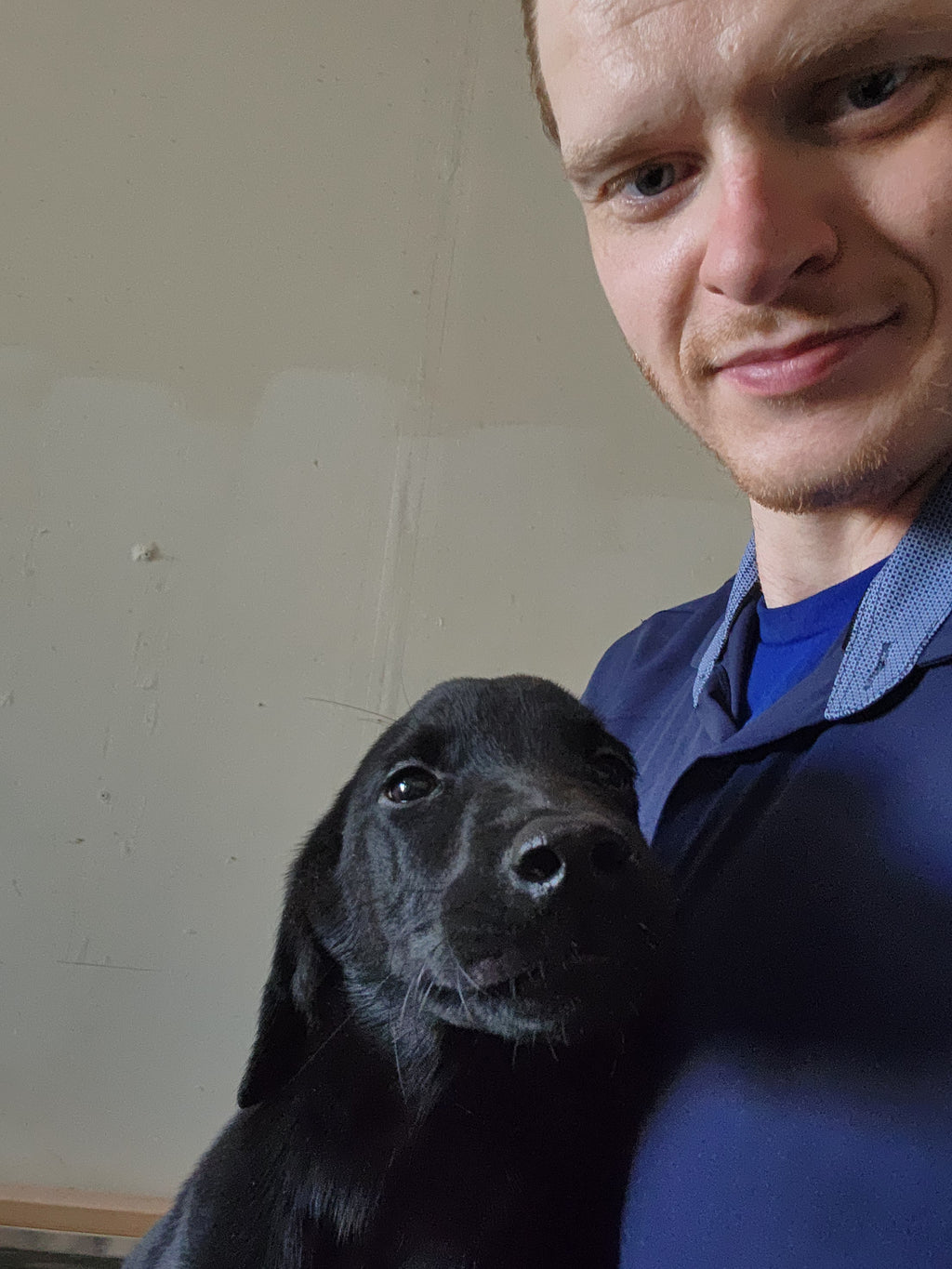 Sugar & Recon's Purebred Labrador Puppies 900+ Titles Champion-Pedigree Labrador Puppies AKC Registered