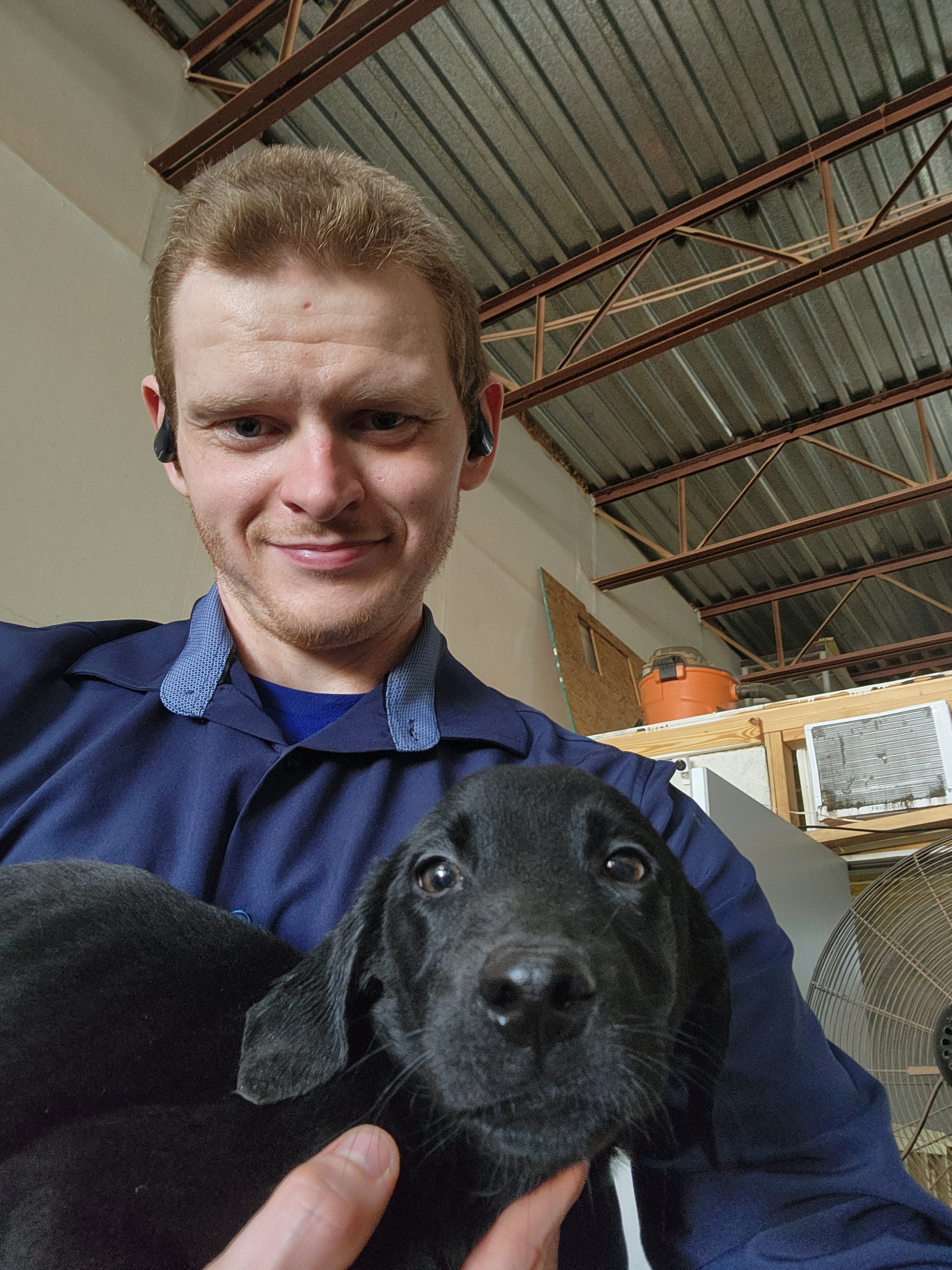 Sugar & Recon's Purebred Labrador Puppies 900+ Titles Champion-Pedigree Labrador Puppies AKC Registered