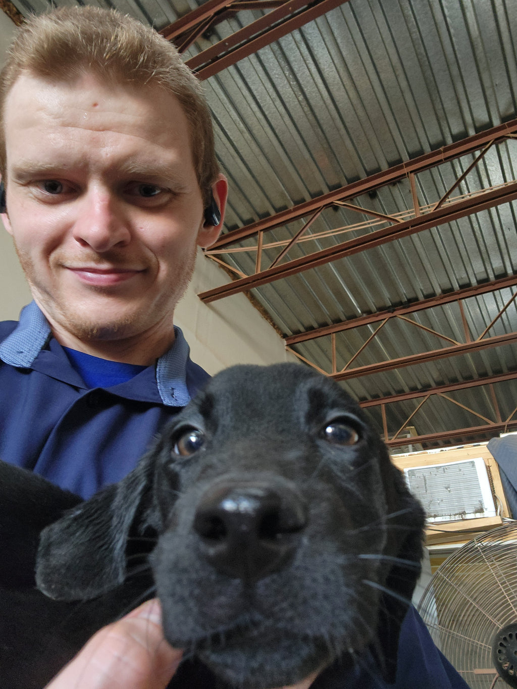 Sugar & Recon's Purebred Labrador Puppies 900+ Titles Champion-Pedigree Labrador Puppies AKC Registered