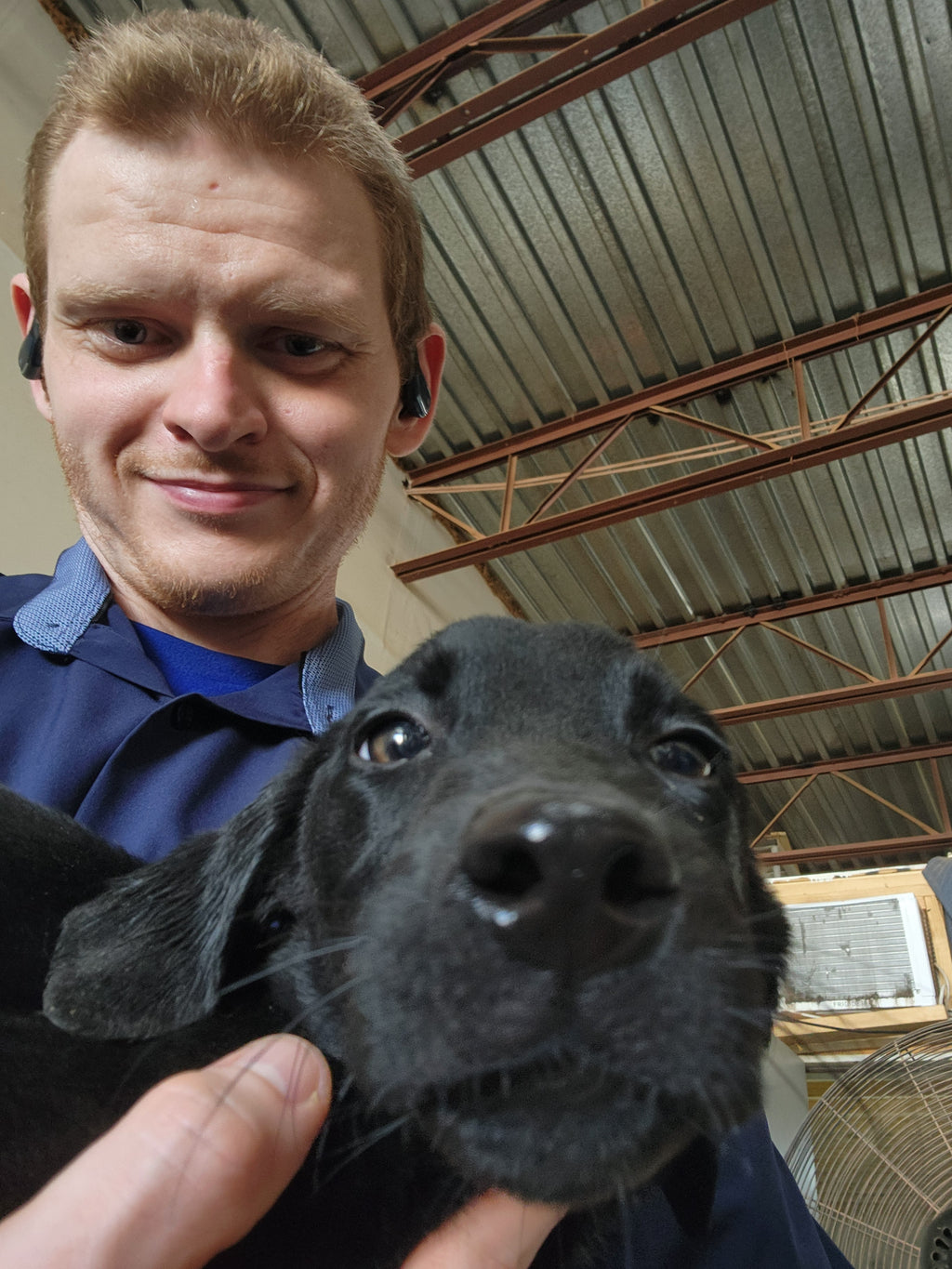 Willow & Recon's Purebred Labrador Puppies 900+ Titles Champion-Pedigree Labrador Puppies AKC Registered