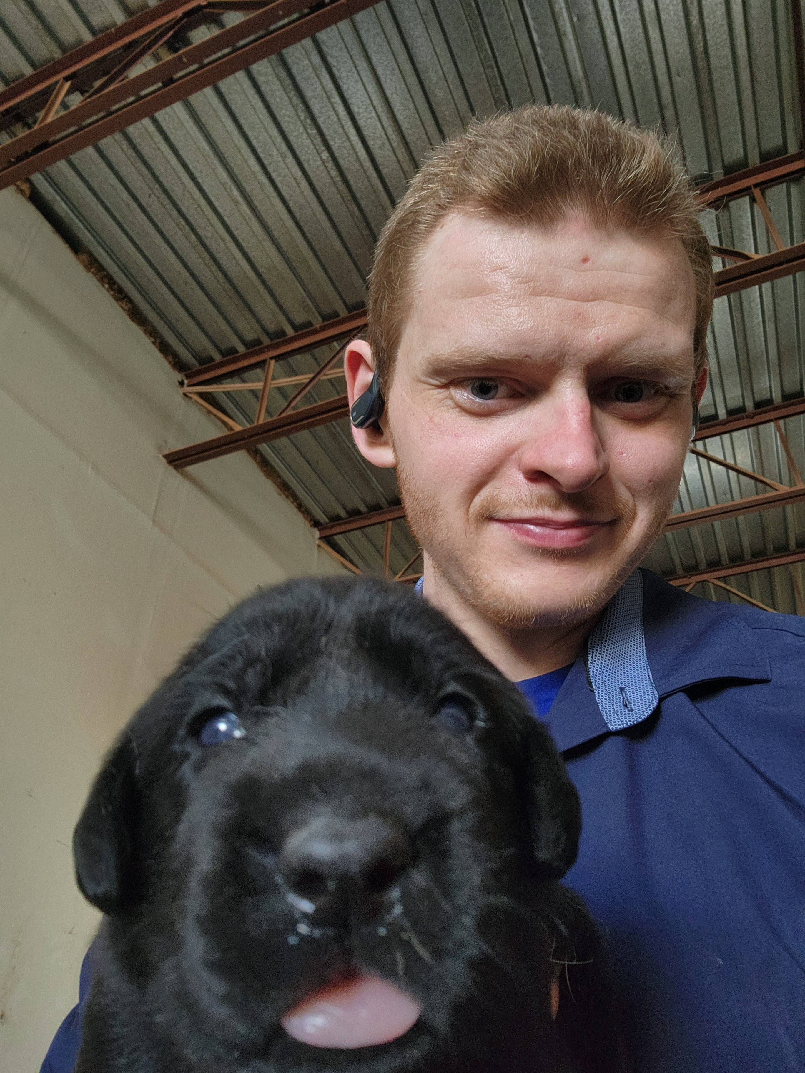 Willow & Recon's Purebred Labrador Puppies 900+ Titles Champion-Pedigree Labrador Puppies AKC Registered