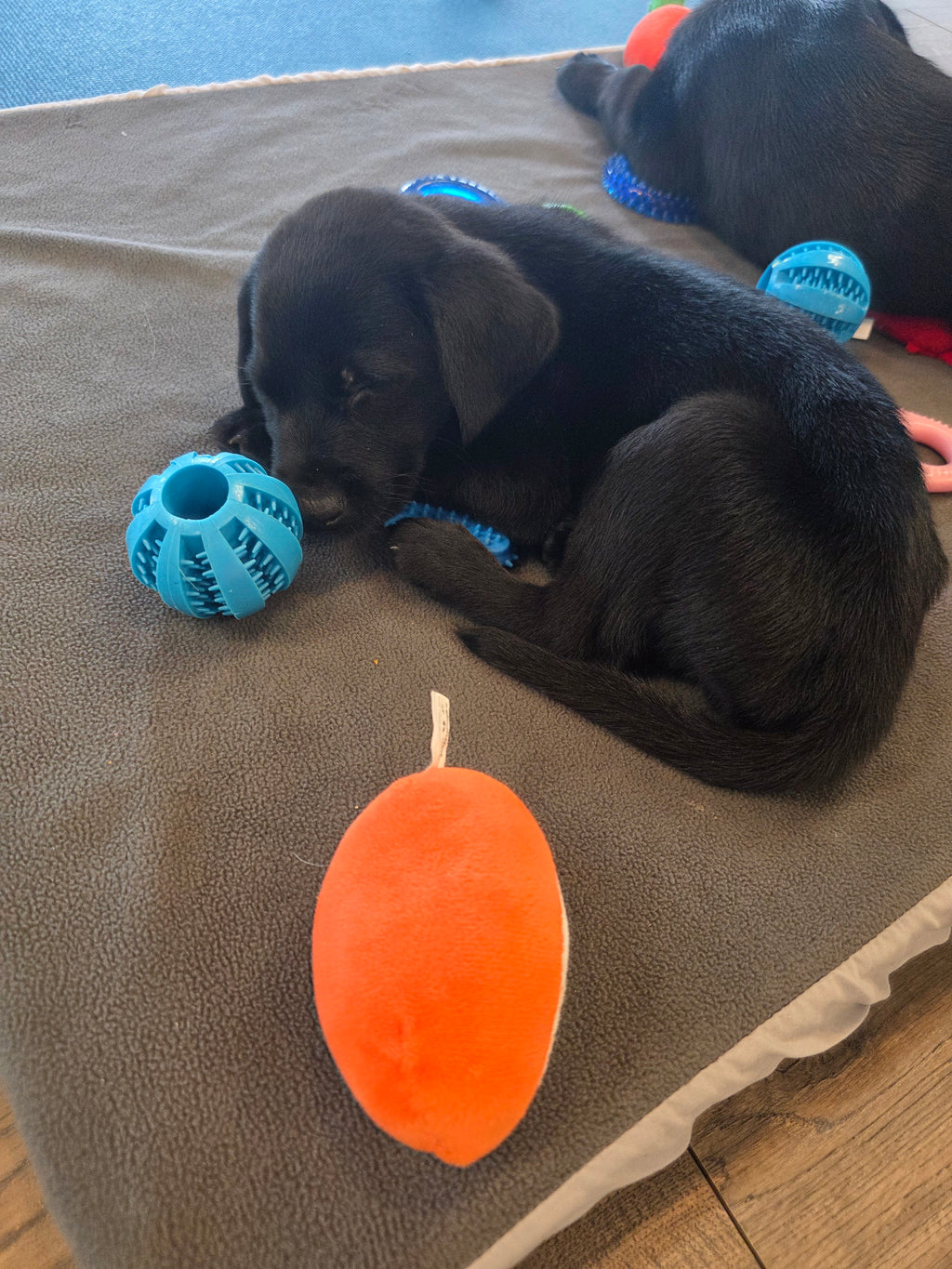 Sandy & Vader's Purebred Labrador Puppies 900+ Titles Champion-Pedigree Labrador Puppies AKC Registered