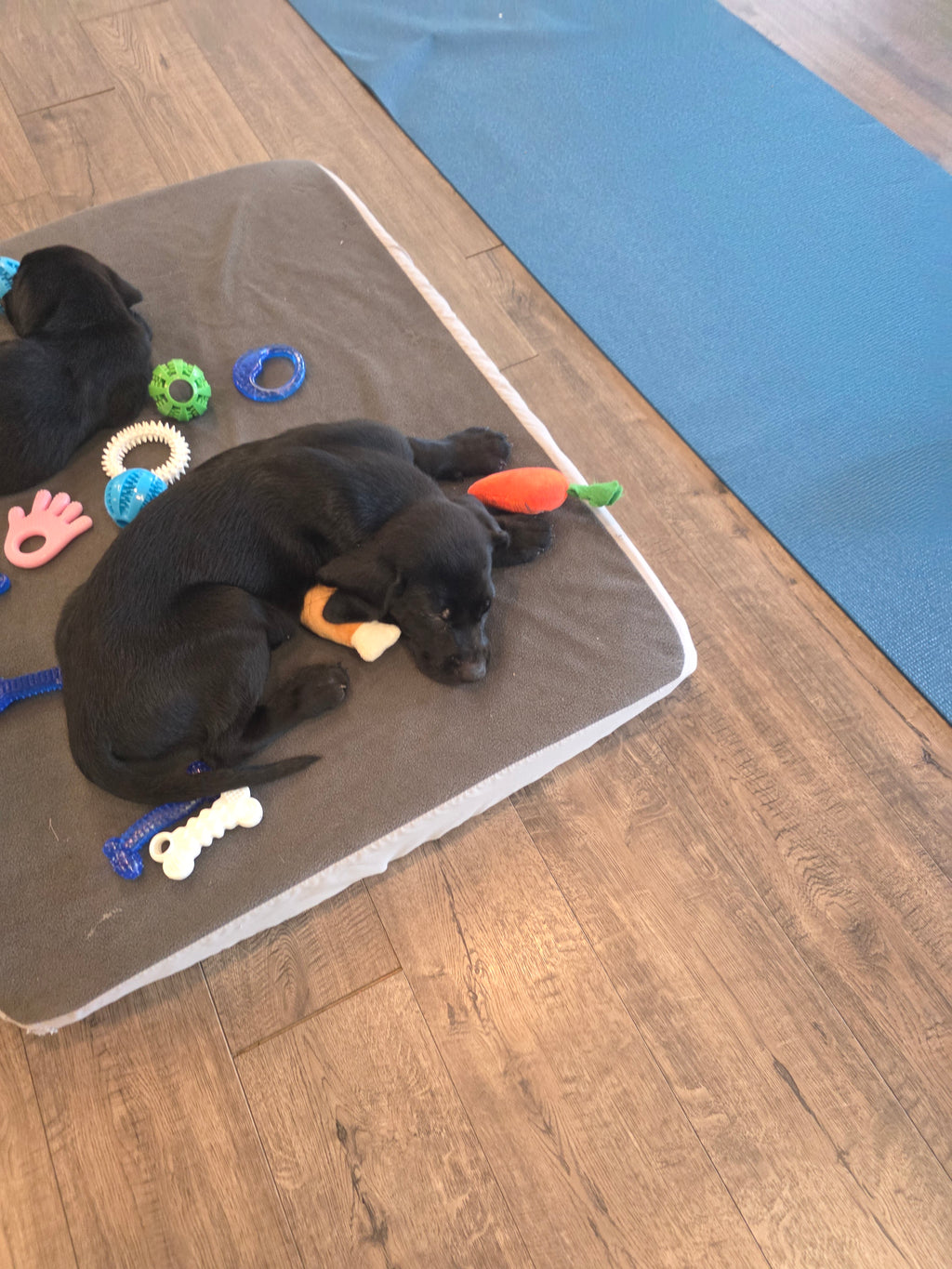 Sandy & Vader's Purebred Labrador Puppies 900+ Titles Champion-Pedigree Labrador Puppies AKC Registered