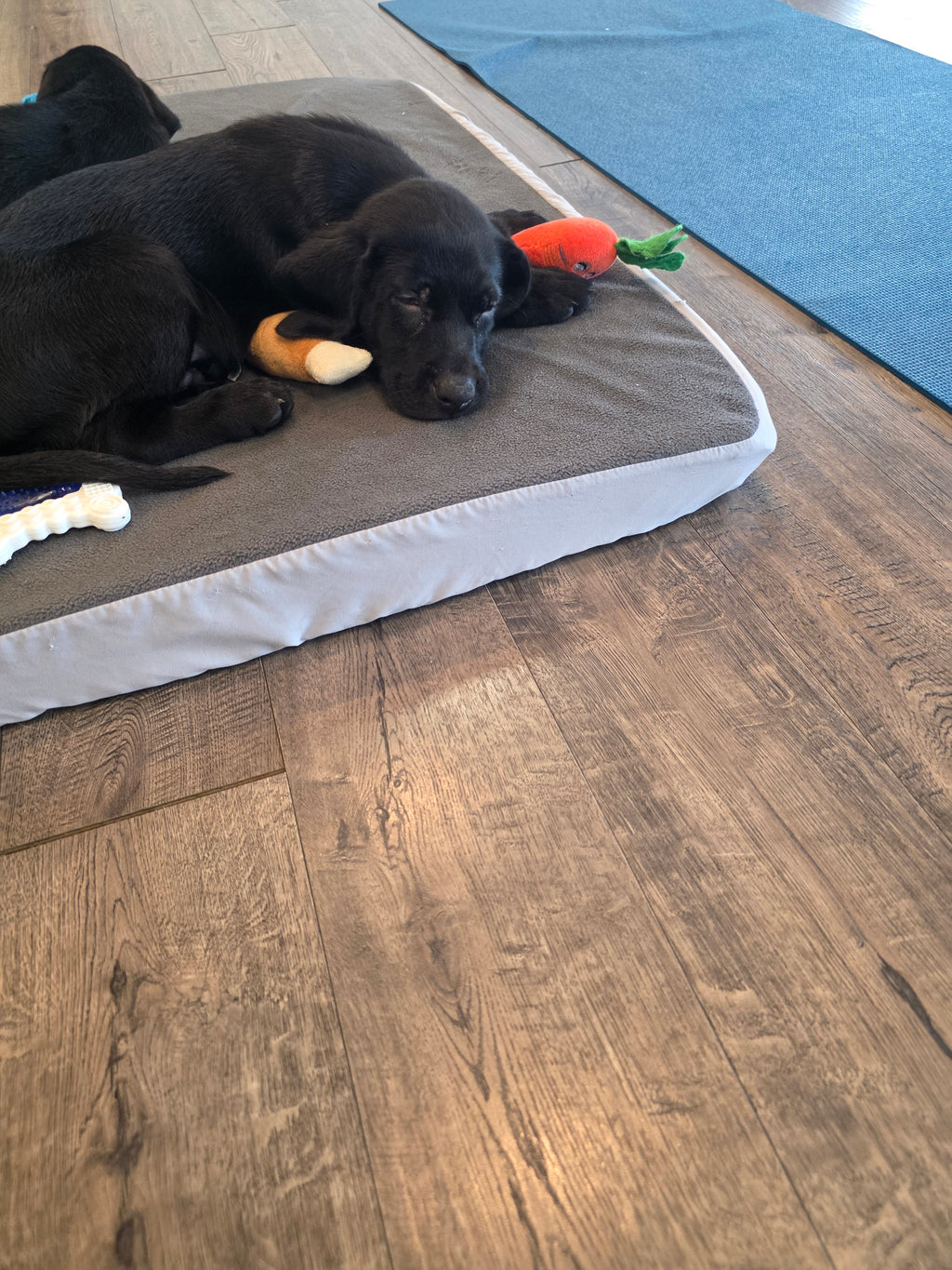 Sandy & Vader's Purebred Labrador Puppies 900+ Titles Champion-Pedigree Labrador Puppies AKC Registered