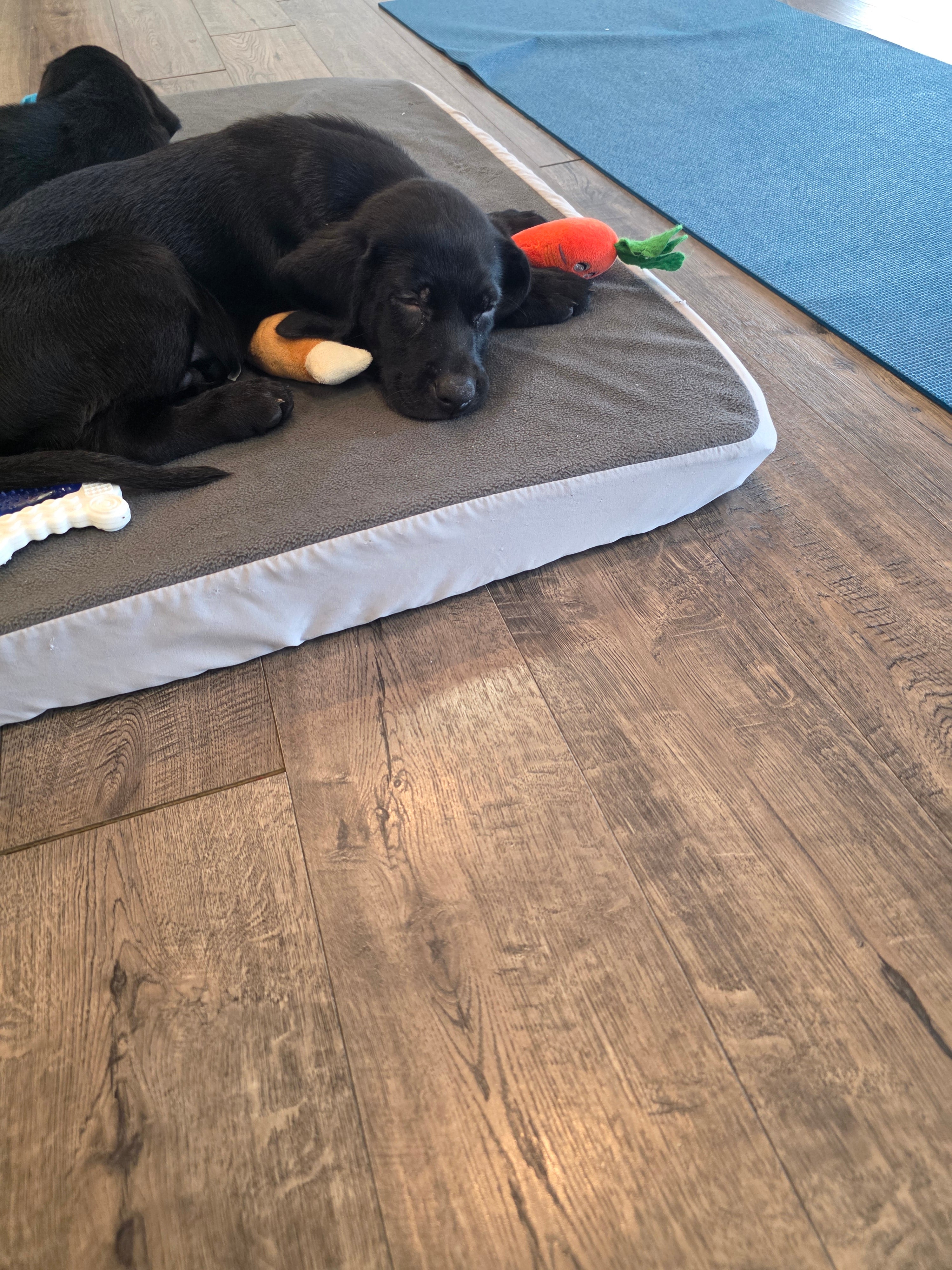 Sandy & Vader's Purebred Labrador Puppies 900+ Titles Champion-Pedigree Labrador Puppies AKC Registered