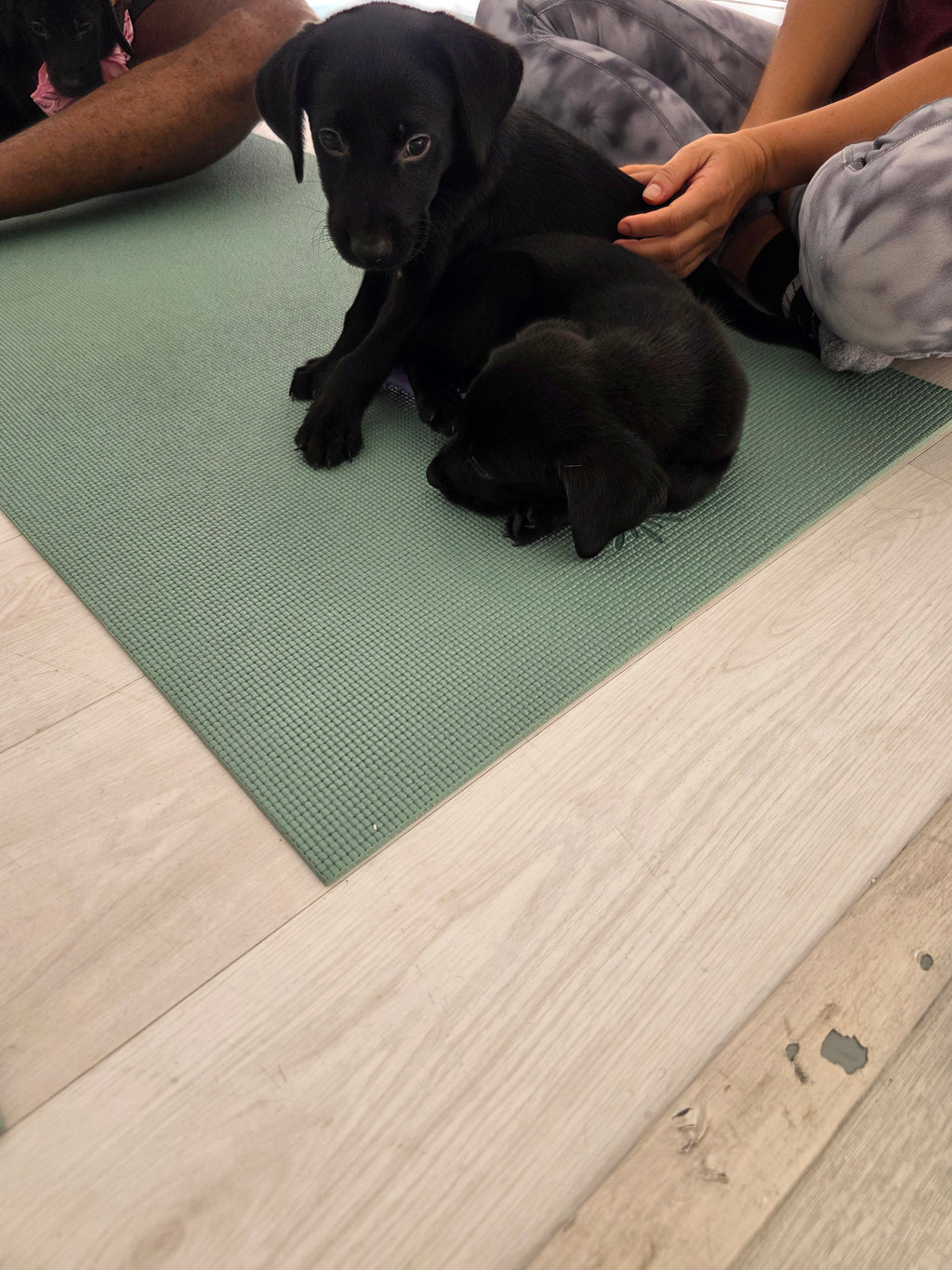 Sandy & Vader's Purebred Labrador Puppies 900+ Titles Champion-Pedigree Labrador Puppies AKC Registered