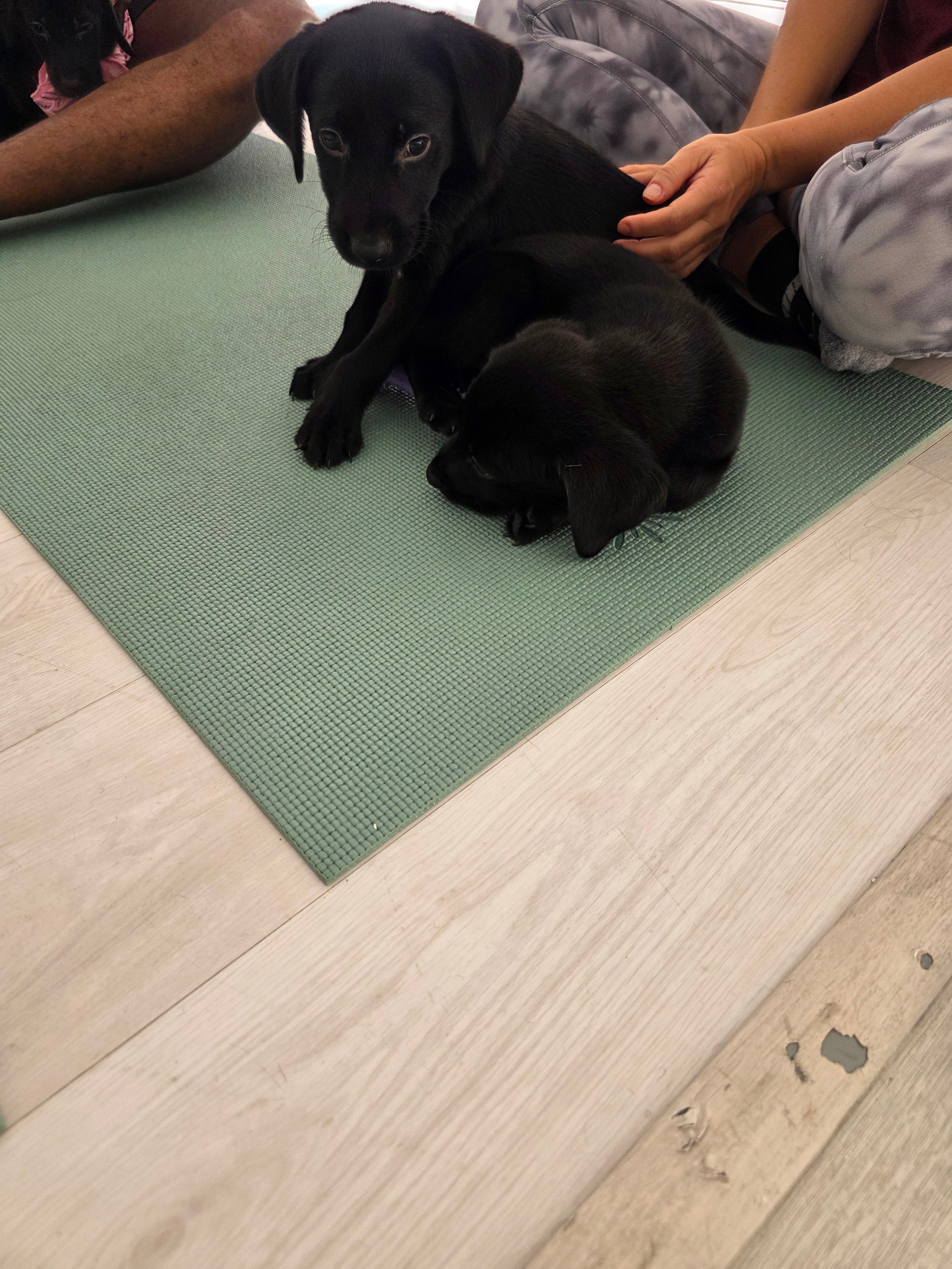 Sandy & Vader's Purebred Labrador Puppies 900+ Titles Champion-Pedigree Labrador Puppies AKC Registered