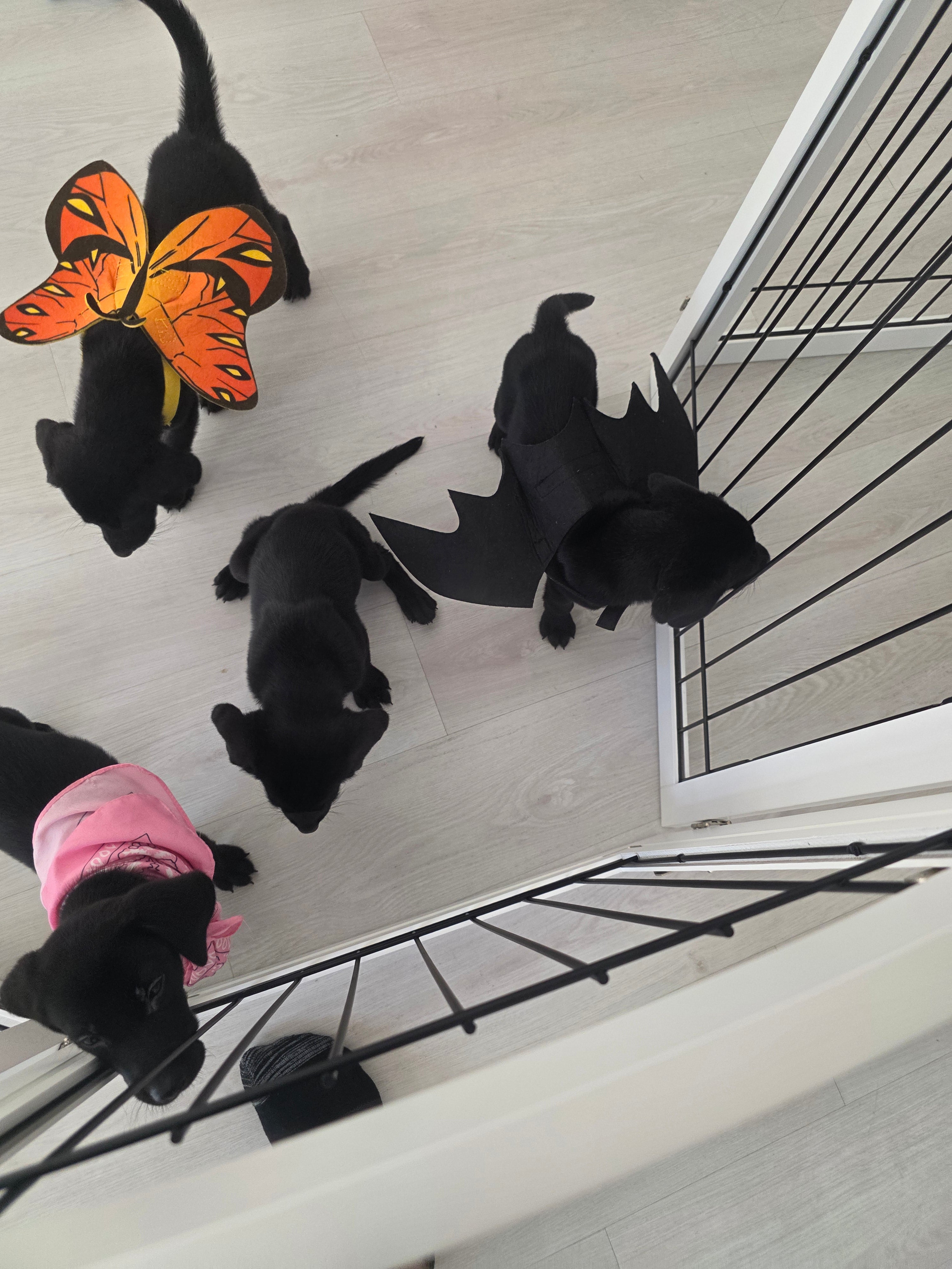 Sandy & Vader's Purebred Labrador Puppies 900+ Titles Champion-Pedigree Labrador Puppies AKC Registered