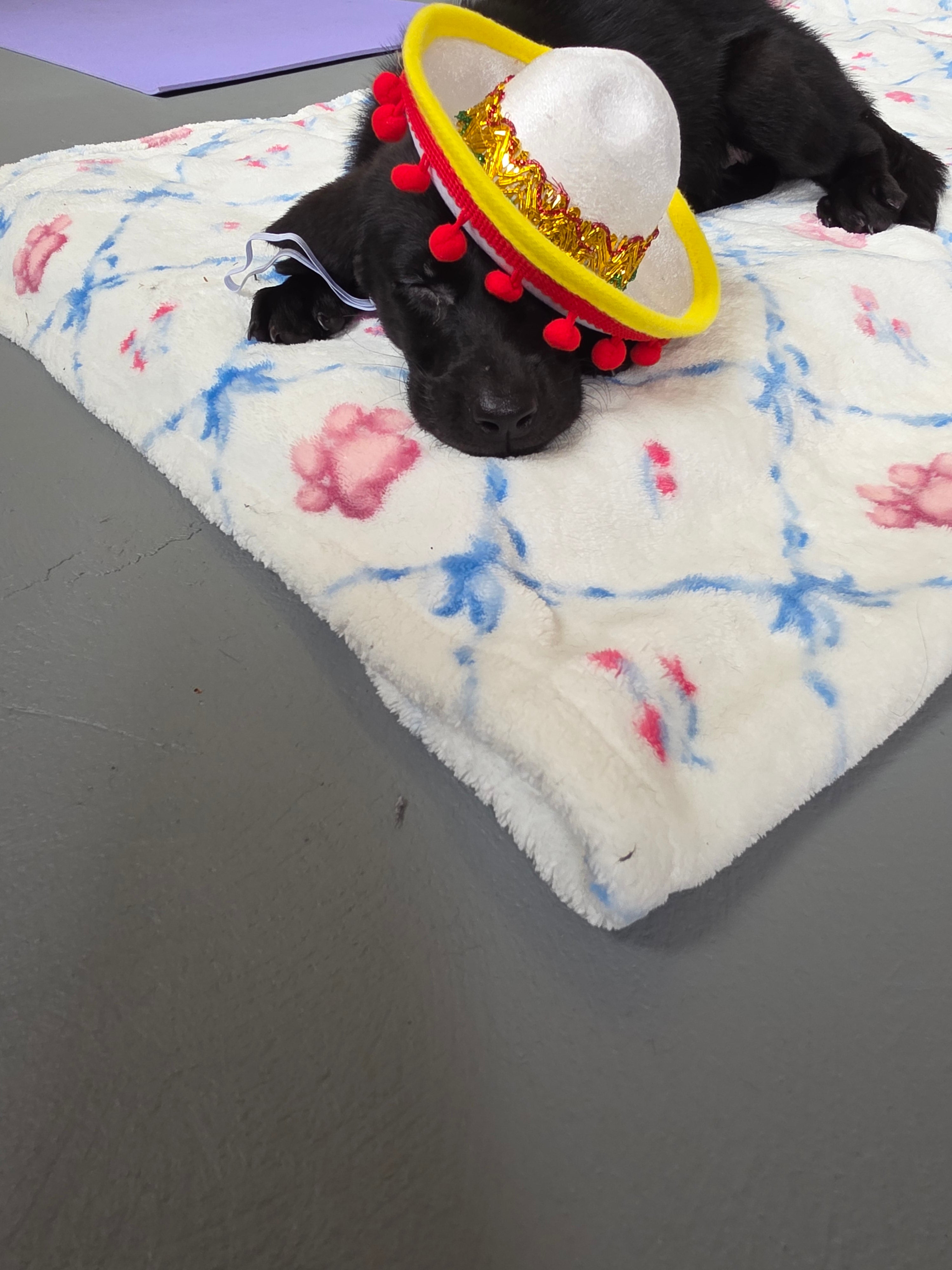 Sandy & Vader's Purebred Labrador Puppies 900+ Titles Champion-Pedigree Labrador Puppies AKC Registered