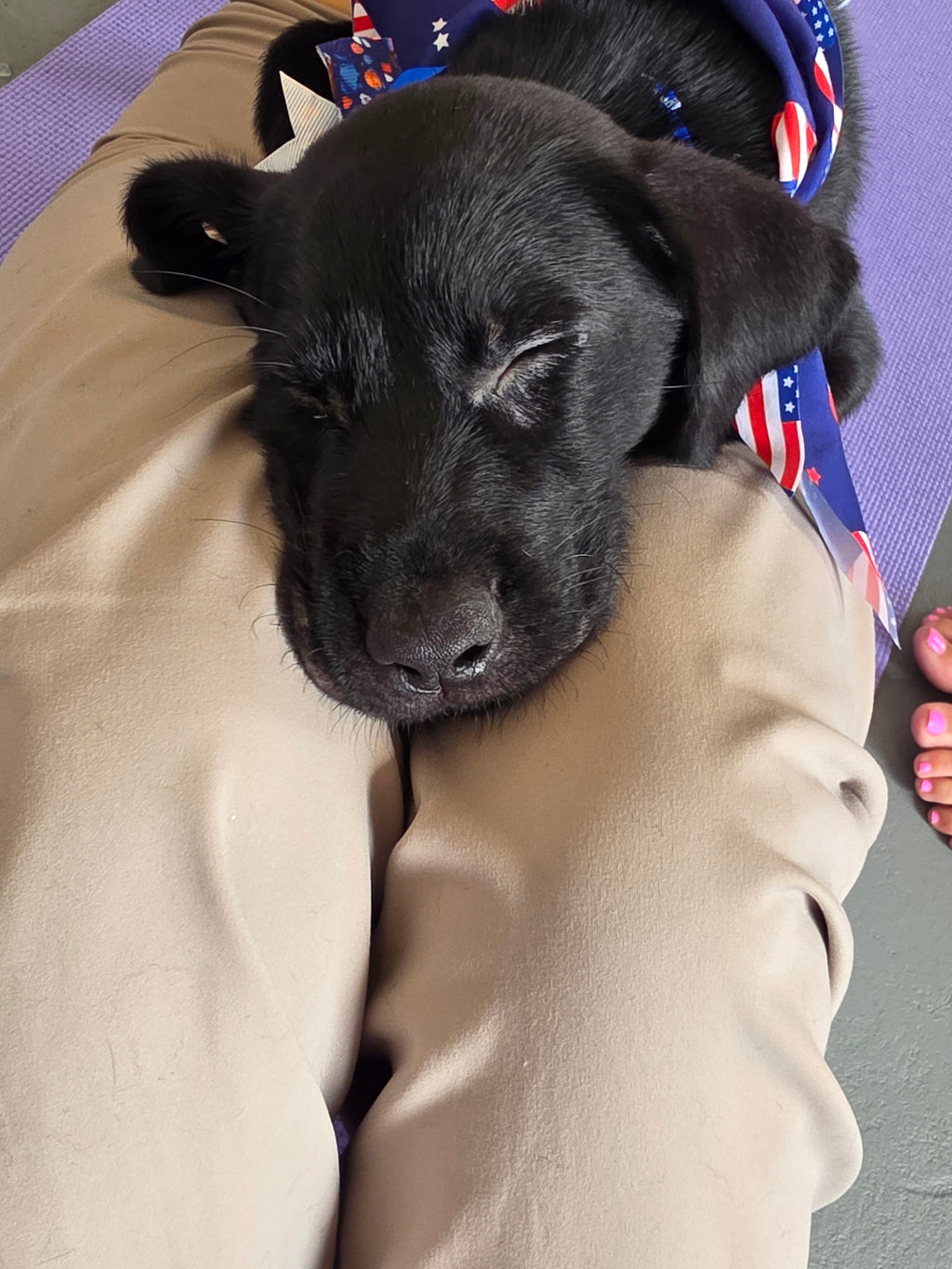 Sandy & Vader's Purebred Labrador Puppies 900+ Titles Champion-Pedigree Labrador Puppies AKC Registered