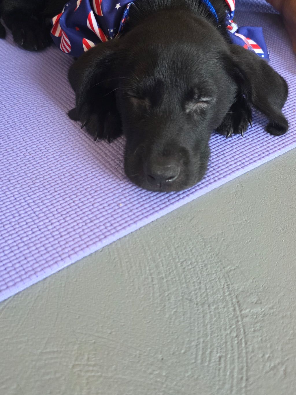 Sandy & Vader's Purebred Labrador Puppies 900+ Titles Champion-Pedigree Labrador Puppies AKC Registered