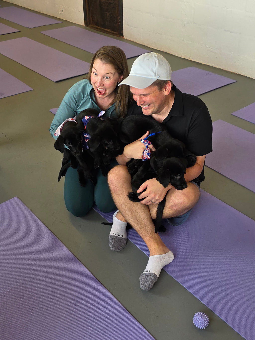 Sandy & Vader's Purebred Labrador Puppies 900+ Titles Champion-Pedigree Labrador Puppies AKC Registered