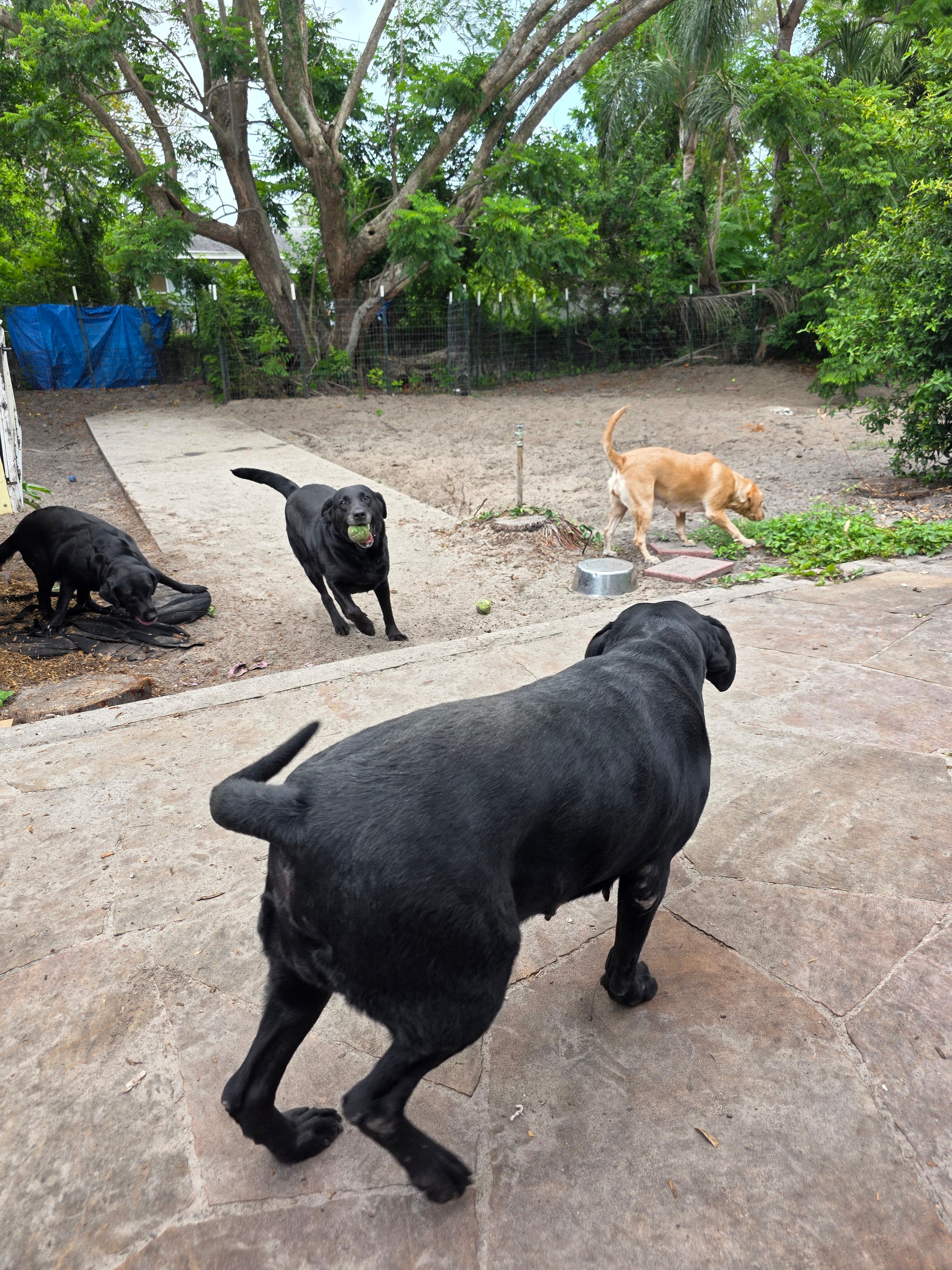 Puppy Reservation