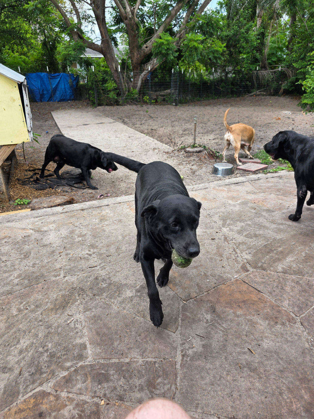 Puppy Reservation